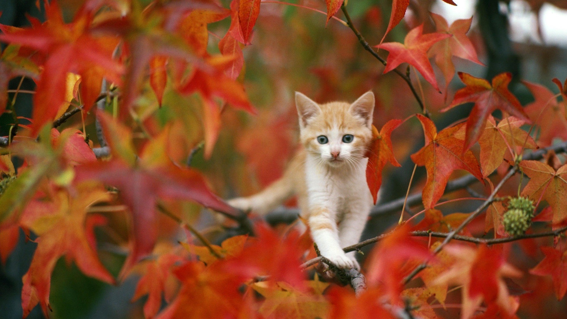 Orange kitten sitting on a tree branch with red leaves HD Wallpaper