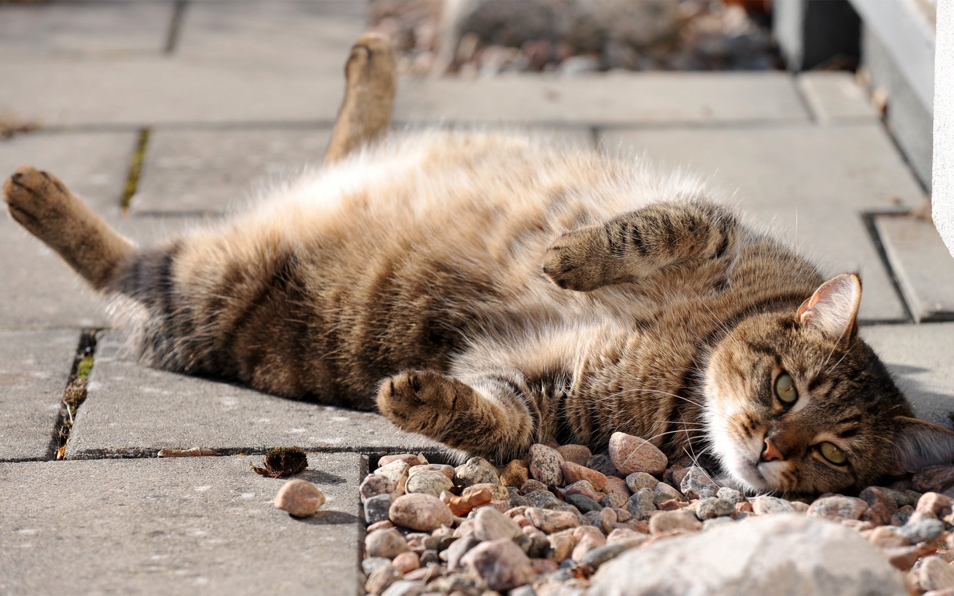 Tabby cat lying on its back on a patio HD Wallpaper