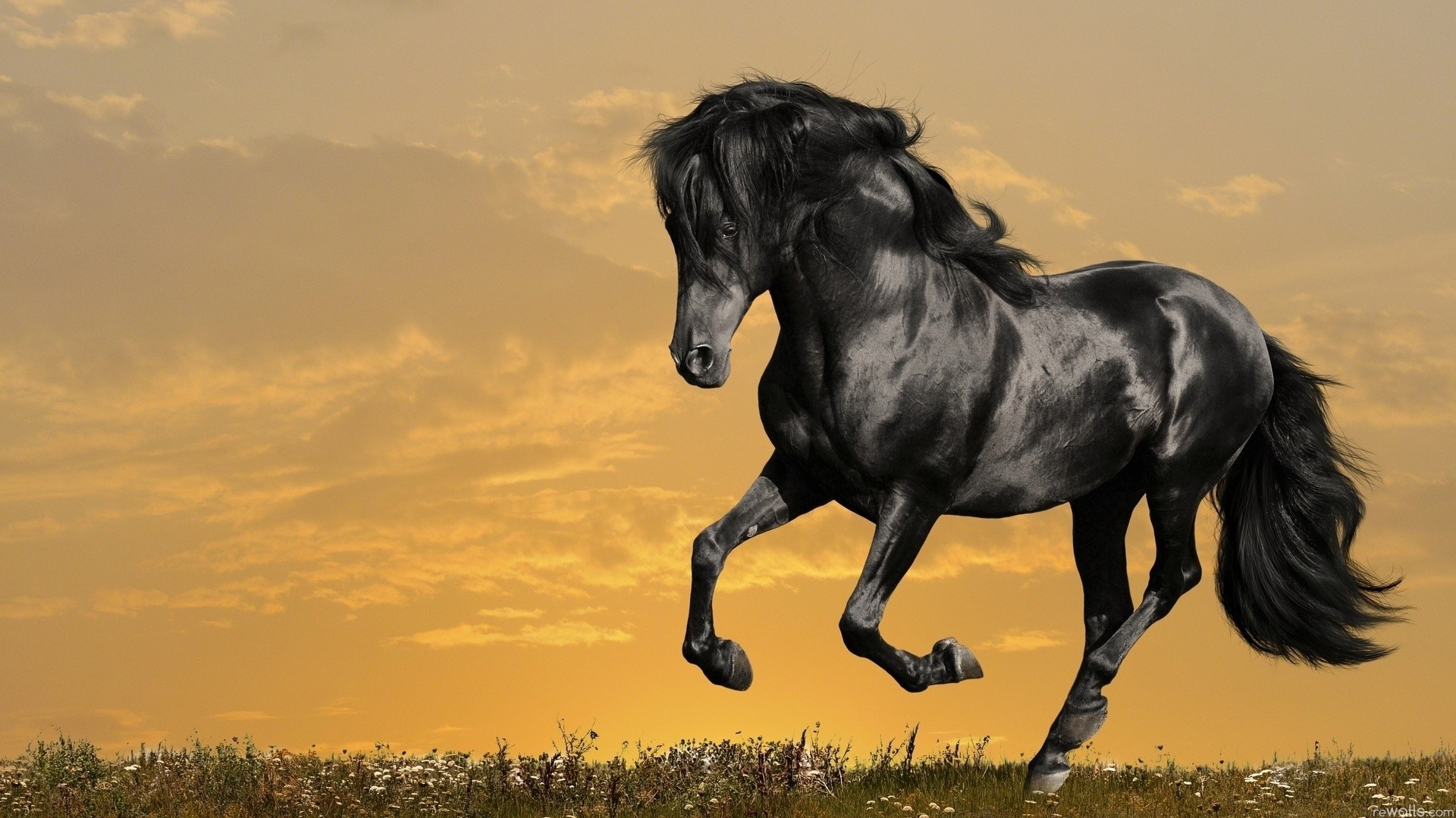 Black horse running in a field at sunset HD Wallpaper