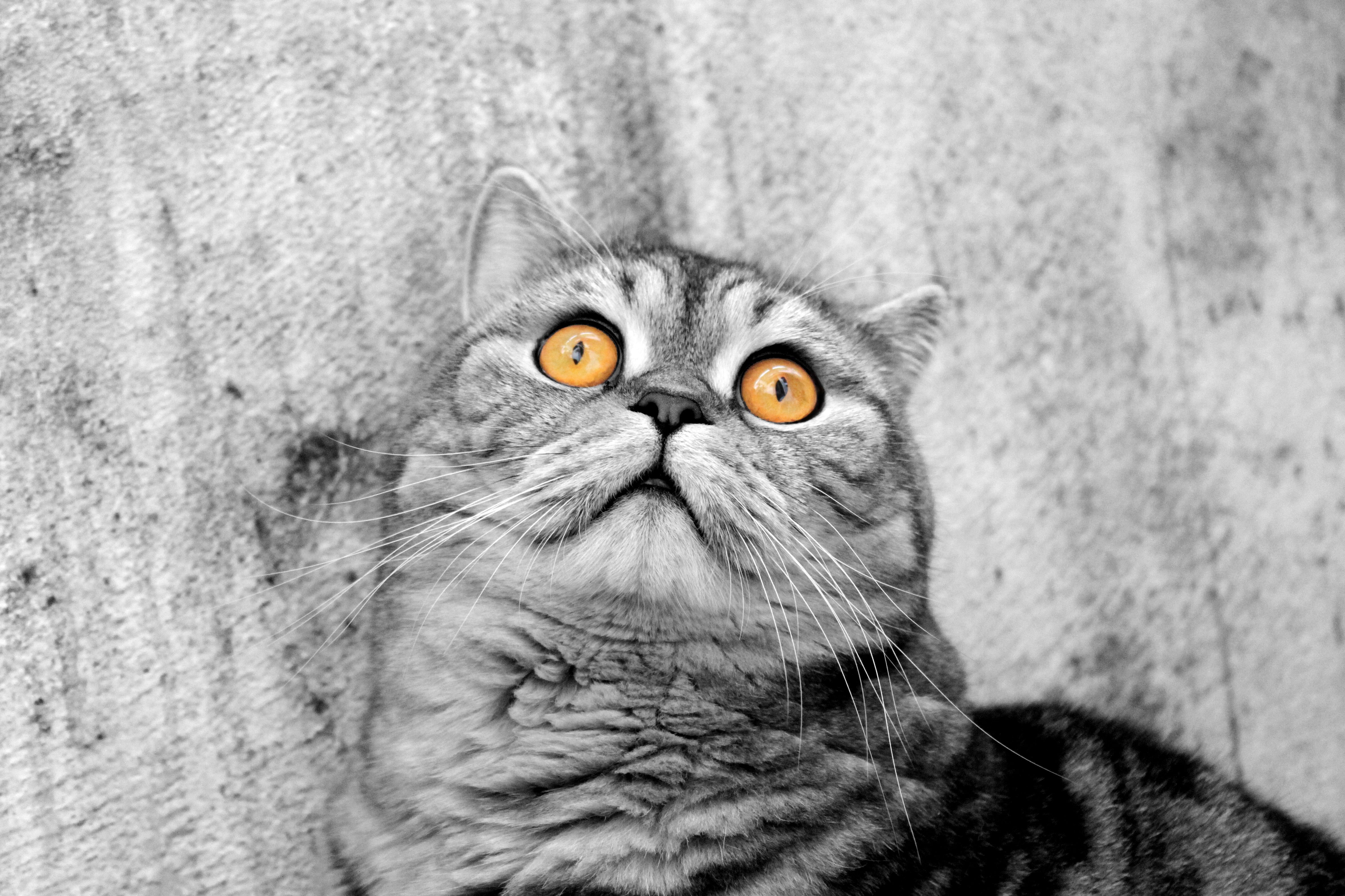 4K Cat Looking Up HD Wallpaper