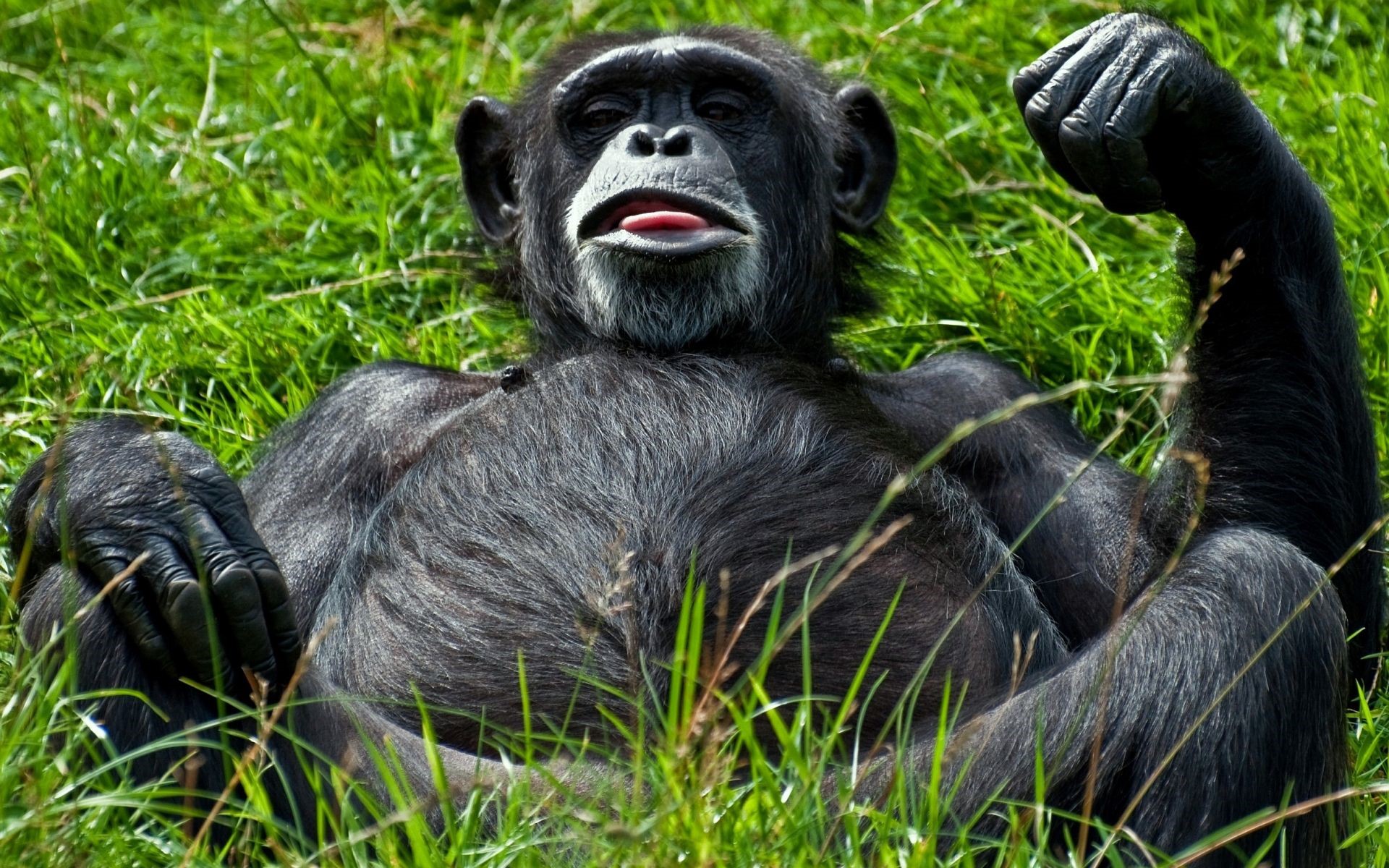 Chimpanzee lying in green grass with tongue out HD Wallpaper