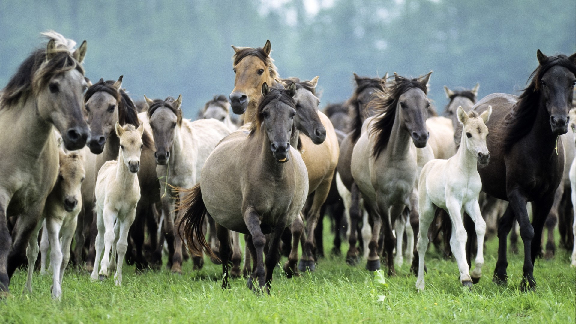 A herd of horses running through a grassy field HD Wallpaper