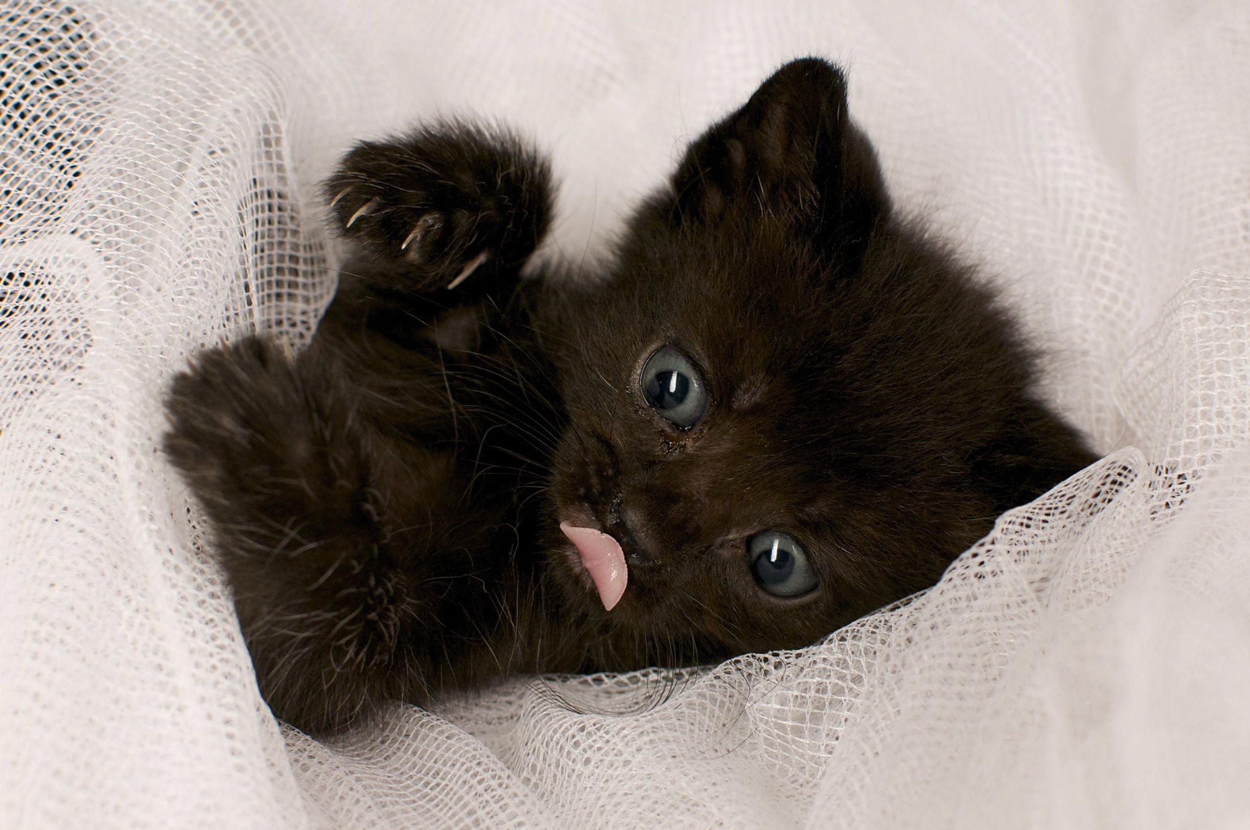 Black kitten with blue eyes lying on white fabric HD Wallpaper