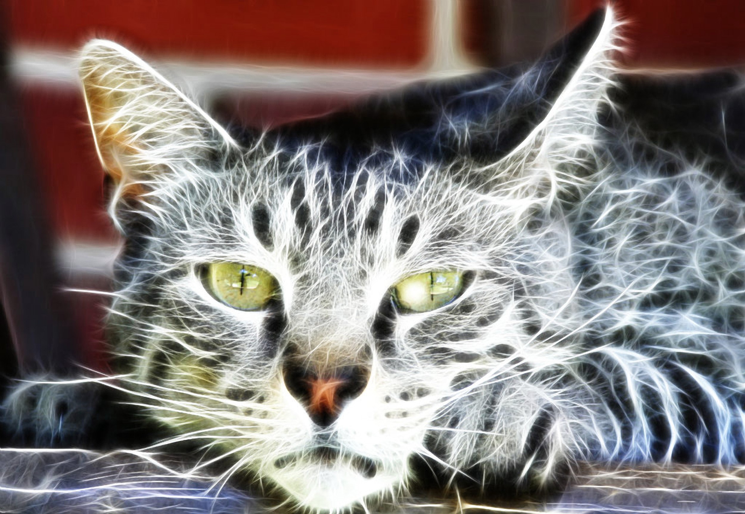 Fractal art painting of a tabby cat HD Wallpaper