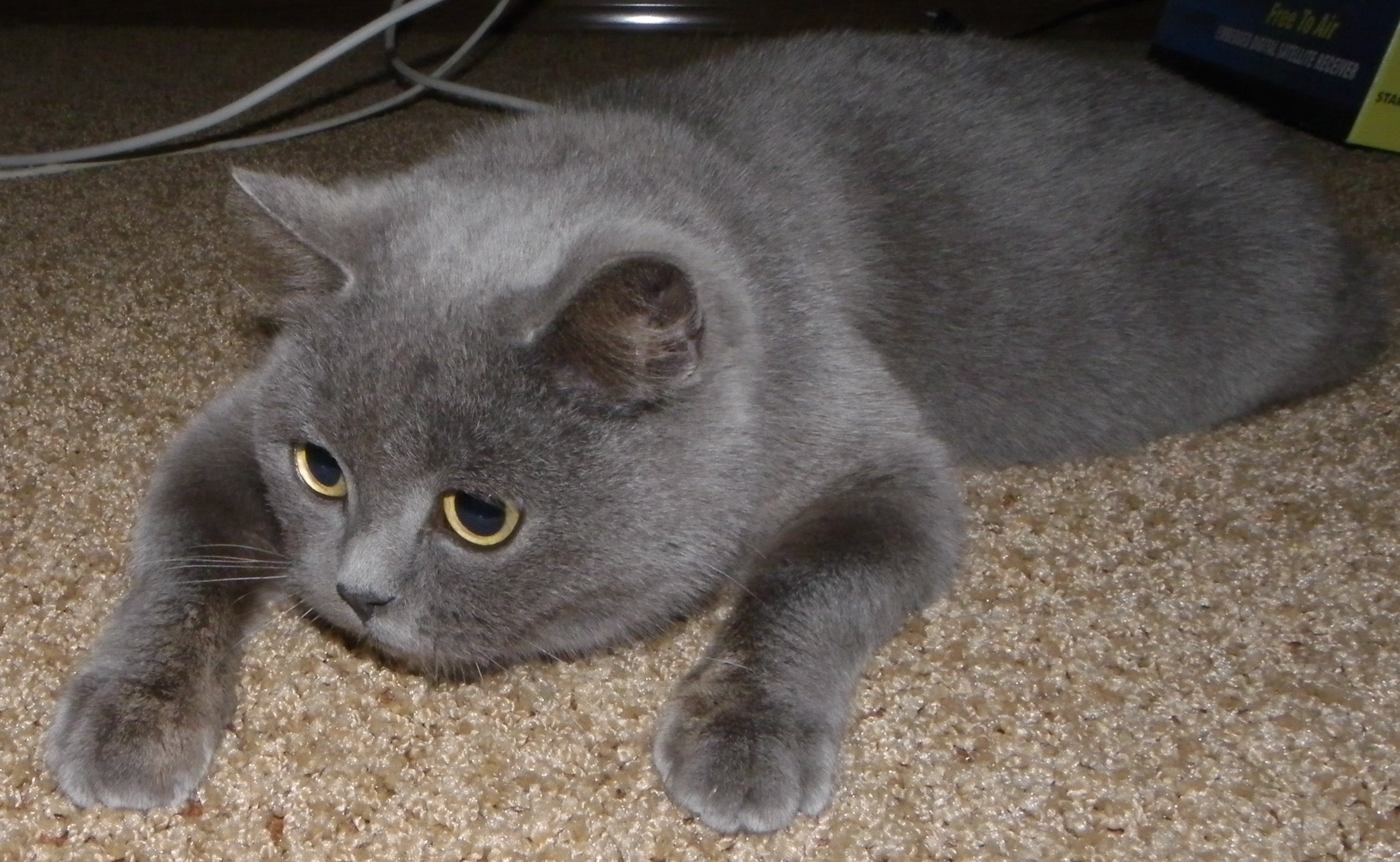 A grey cat lying on a carpet HD Wallpaper