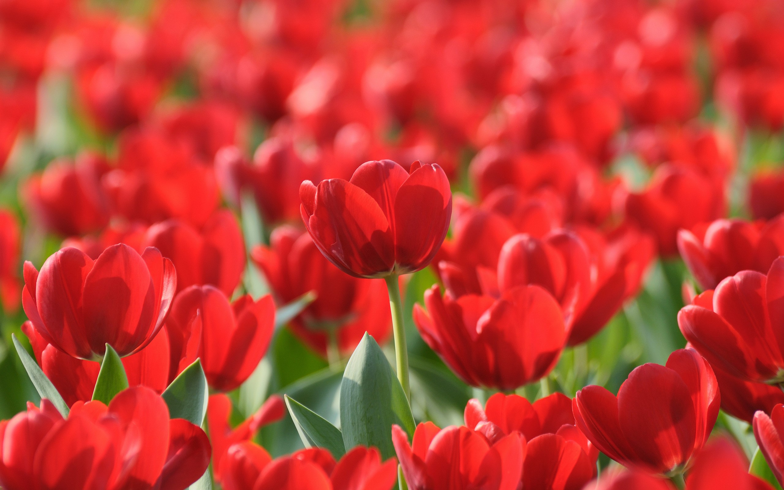 Field of Red Tulips HD Wallpaper