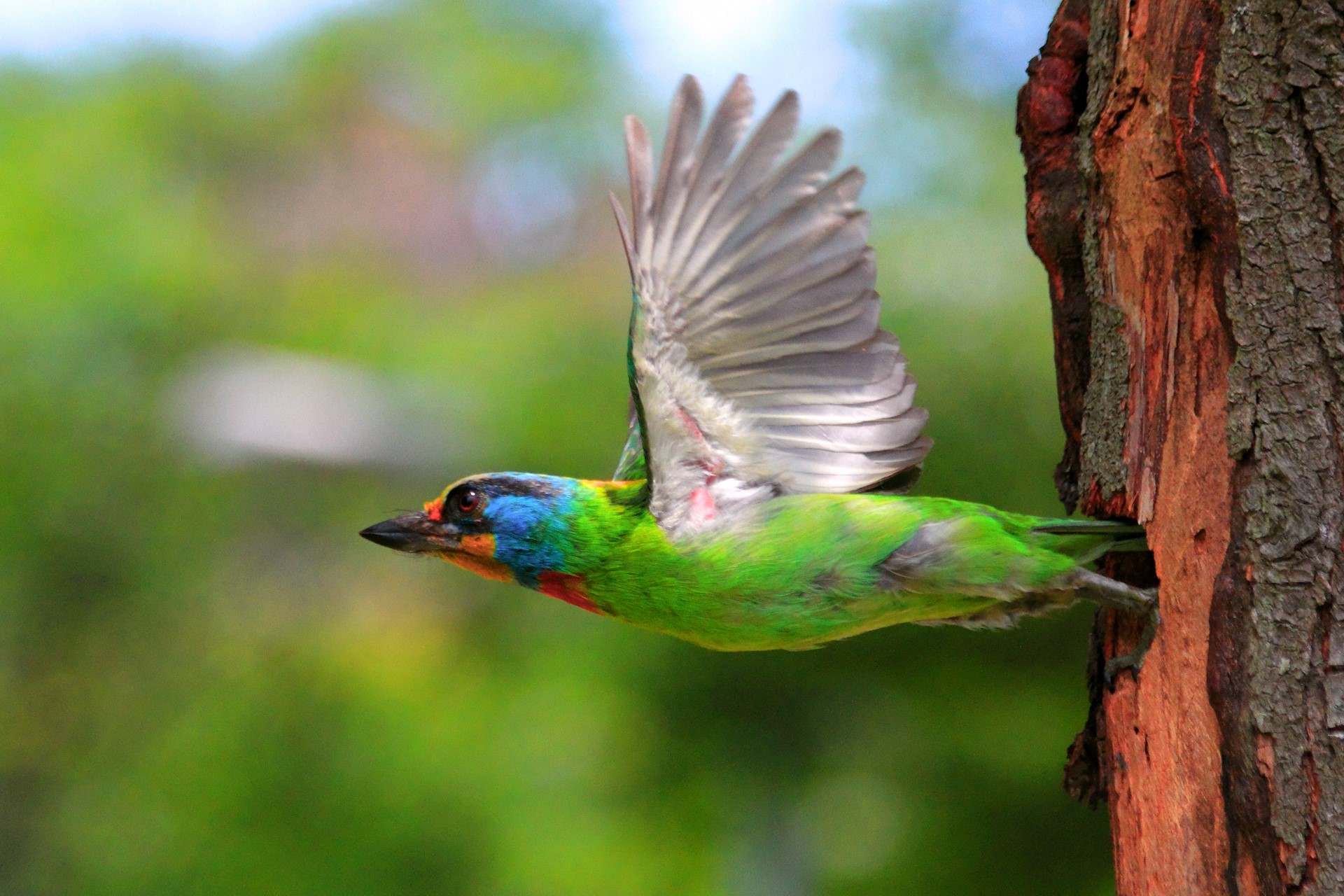 A colorful bird flying into a tree hole HD Wallpaper