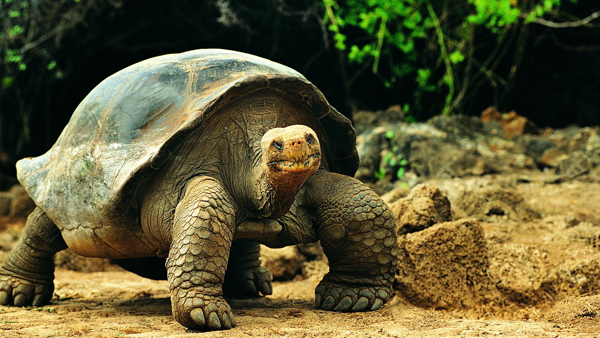 Galapagos Tortoise walking on dirt path HD Wallpaper