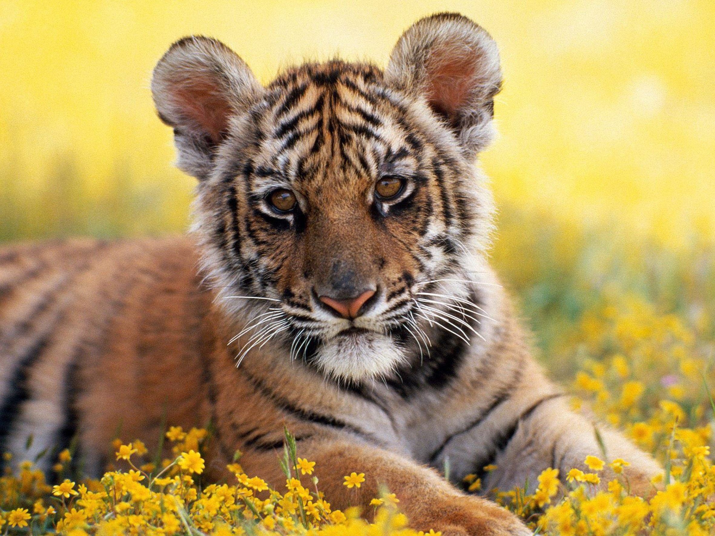 Tiger cub lying in yellow flowers HD Wallpaper