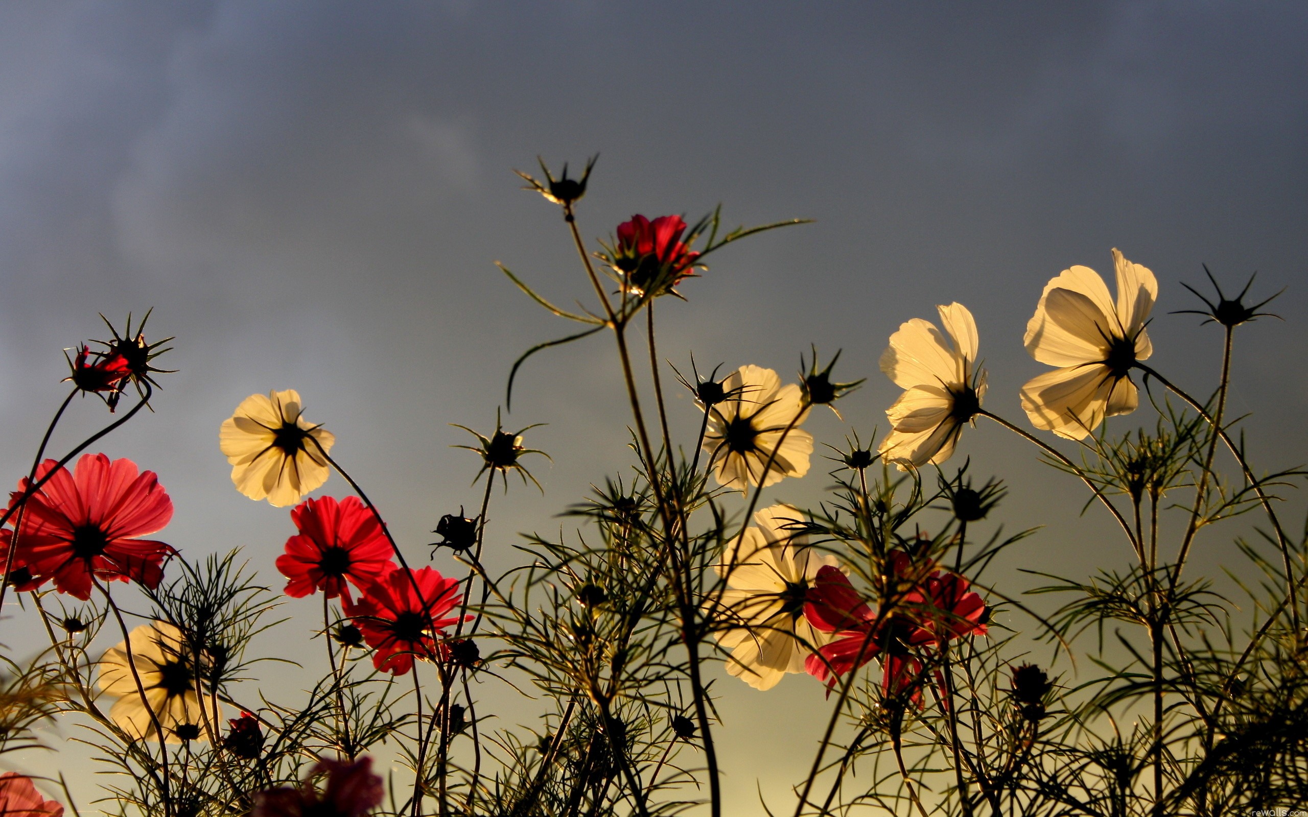 Cosmos flowers against a cloudy sky HD Wallpaper