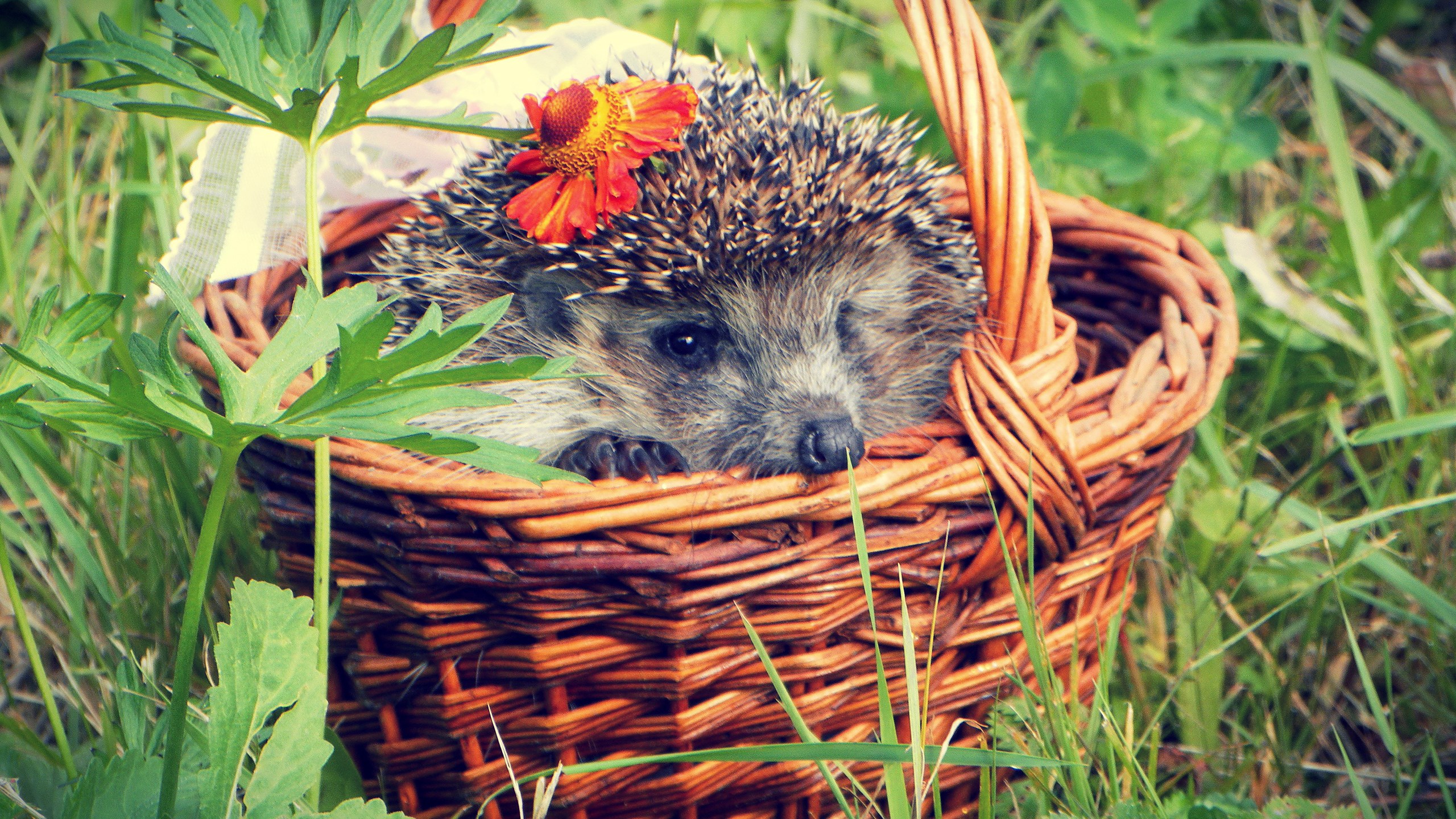 Hedgehog with flower in a basket HD Wallpaper
