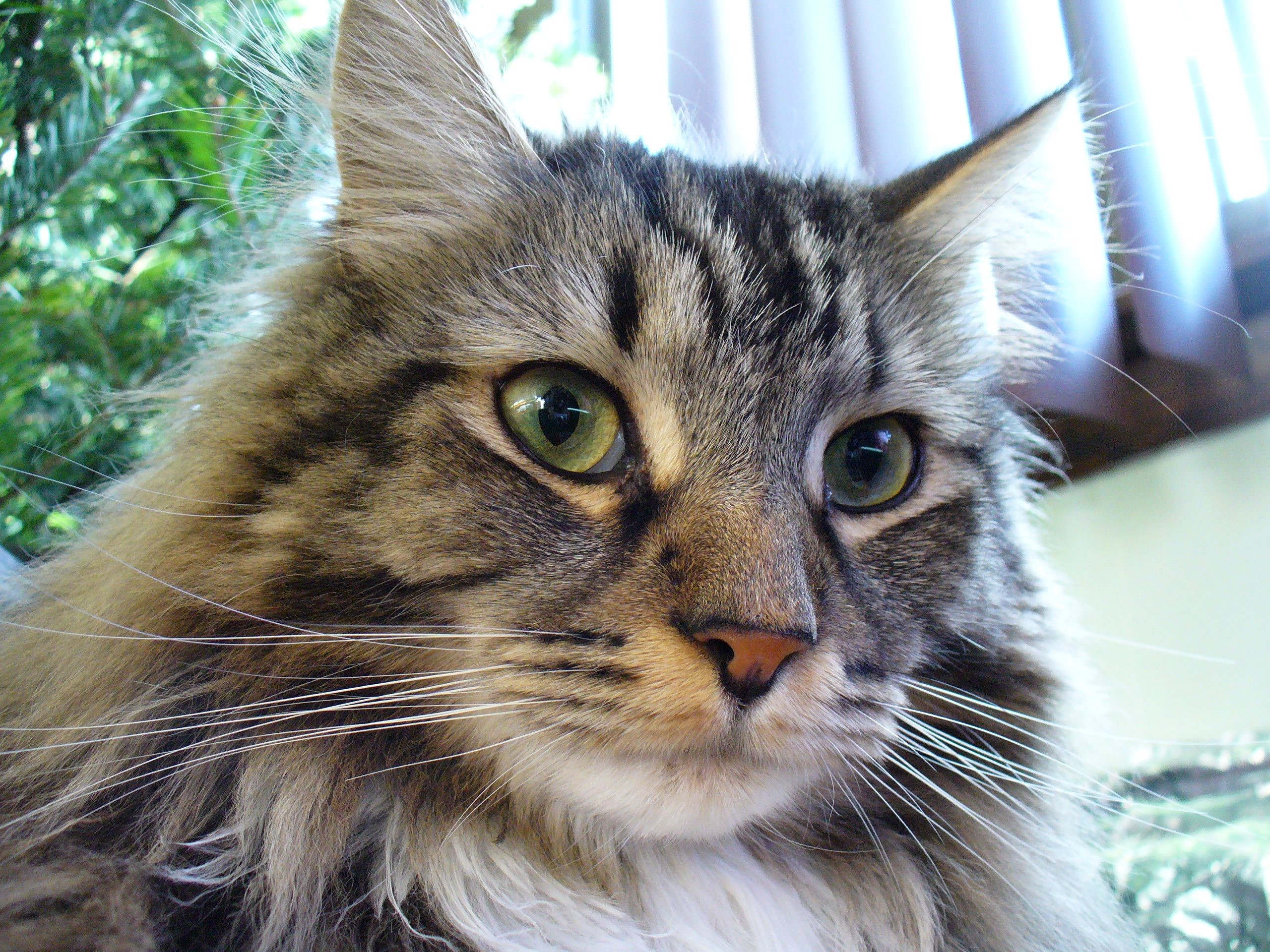 Close-up of a Maine Coon cat's face HD Wallpaper