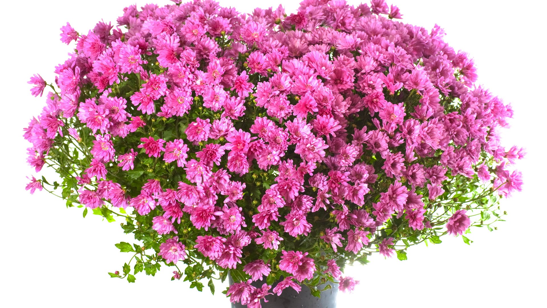 Pink Chrysanthemums in a Pot HD Wallpaper