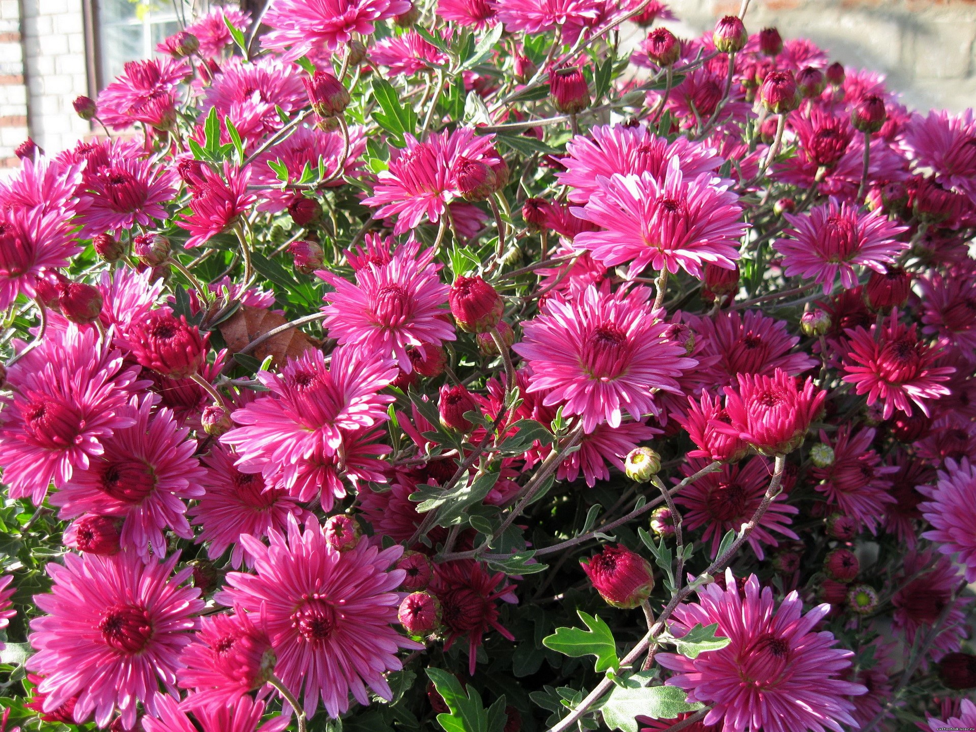A bush of bright pink chrysanthemums in bloom HD Wallpaper