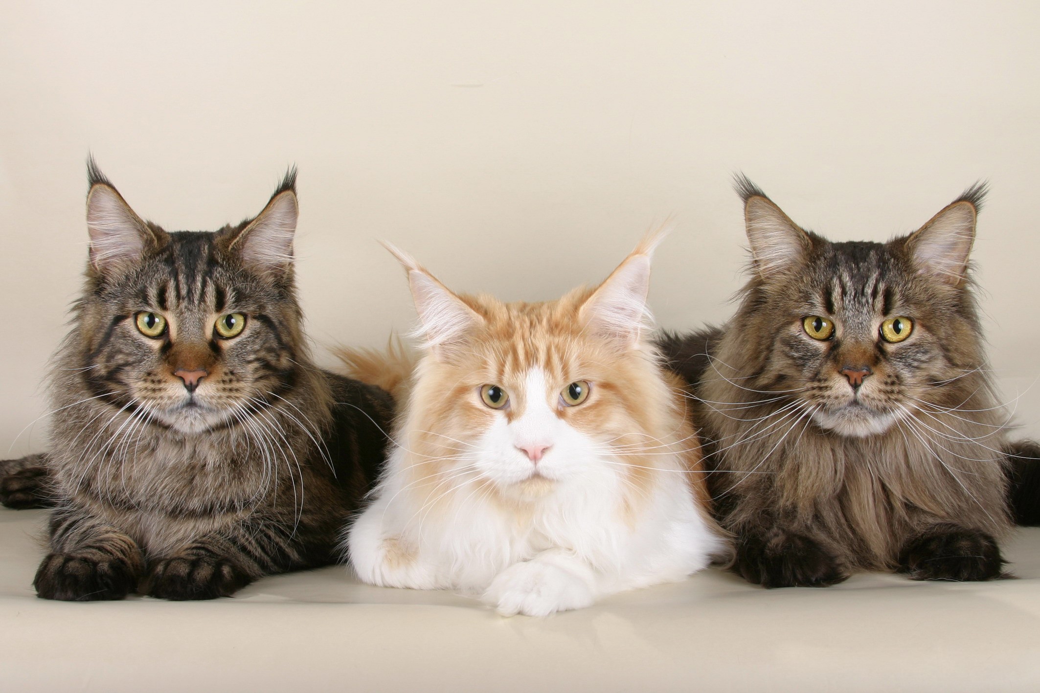 Three Maine Coon cats lying down HD Wallpaper