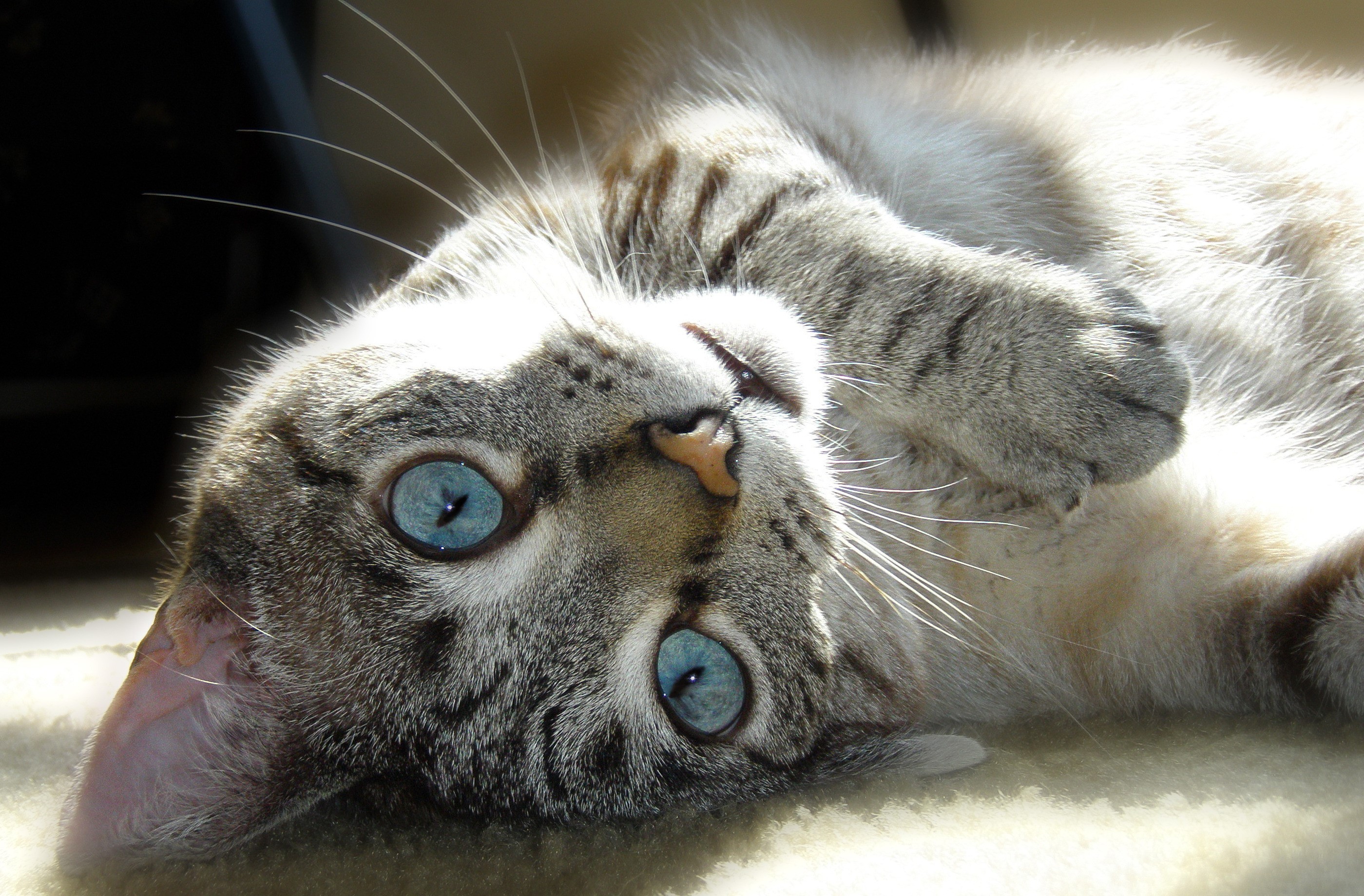 Close-up of a tabby cat with blue eyes HD Wallpaper