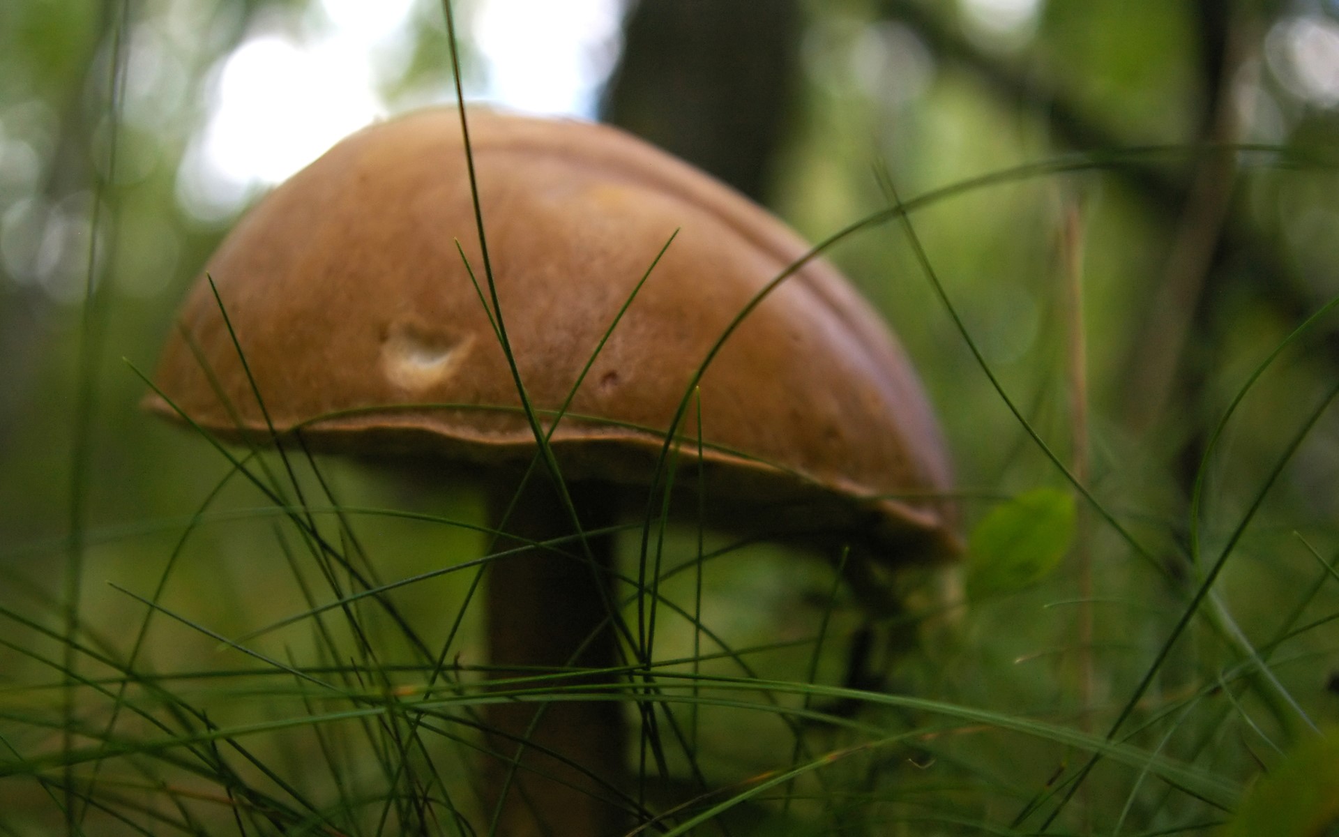 Brown mushroom in green grass HD Wallpaper
