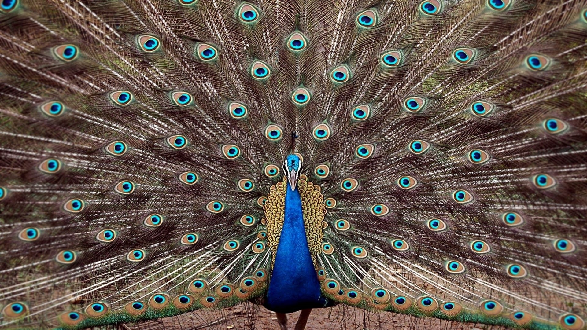 Peacock displaying its fanned tail feathers HD Wallpaper