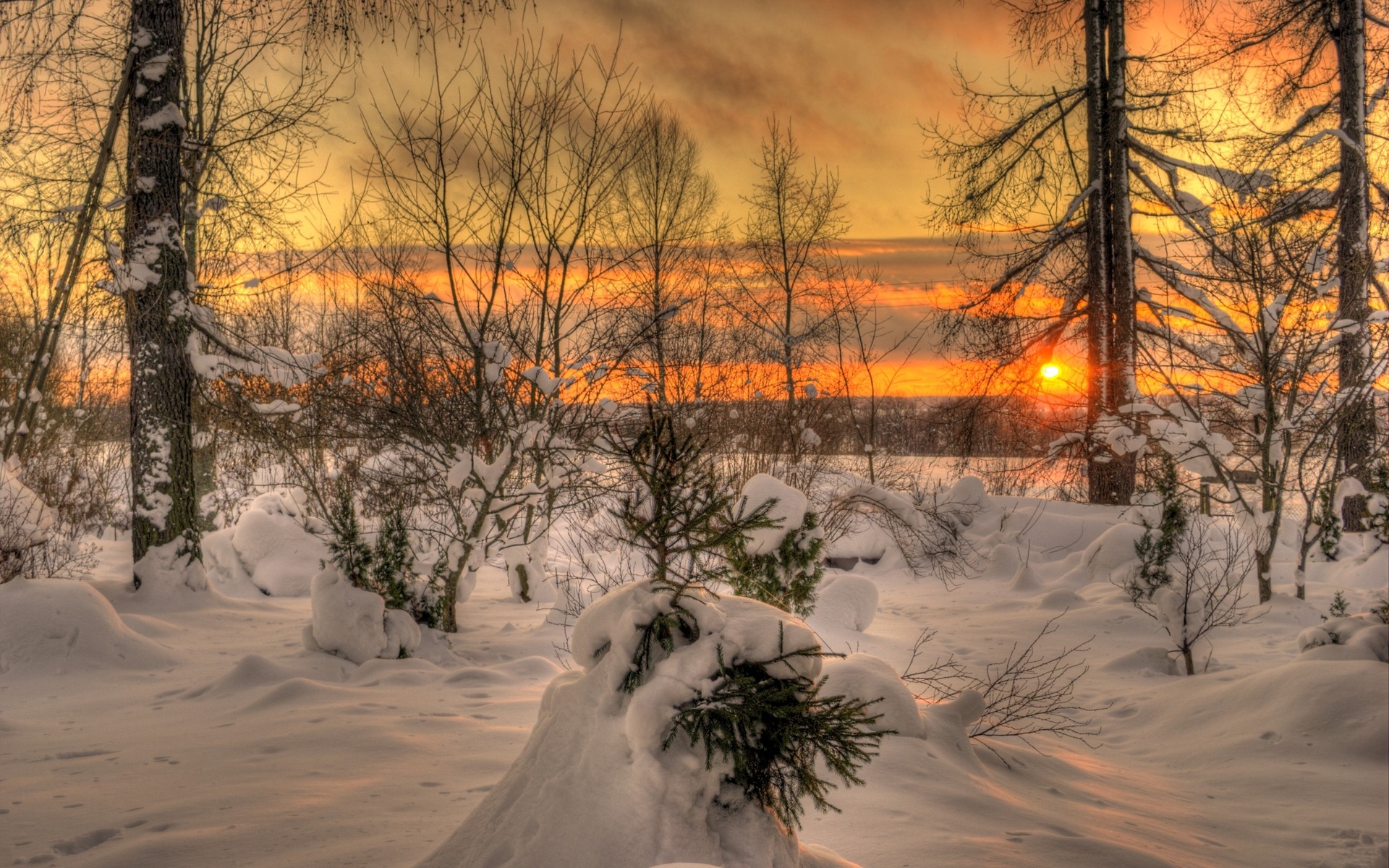 Winter forest at sunset HD Wallpaper