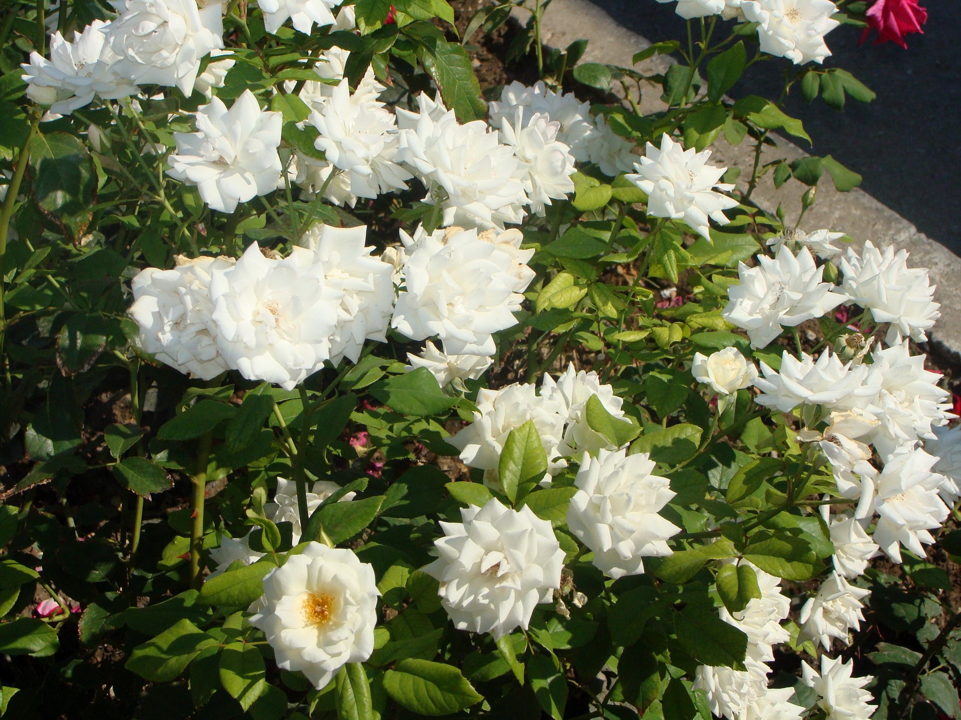 White roses in a garden HD Wallpaper