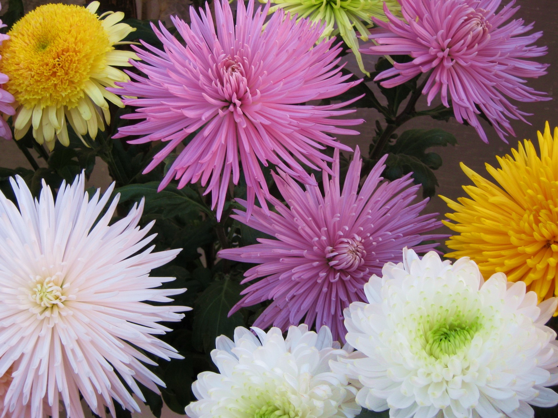 Chrysanthemums in various colors HD Wallpaper