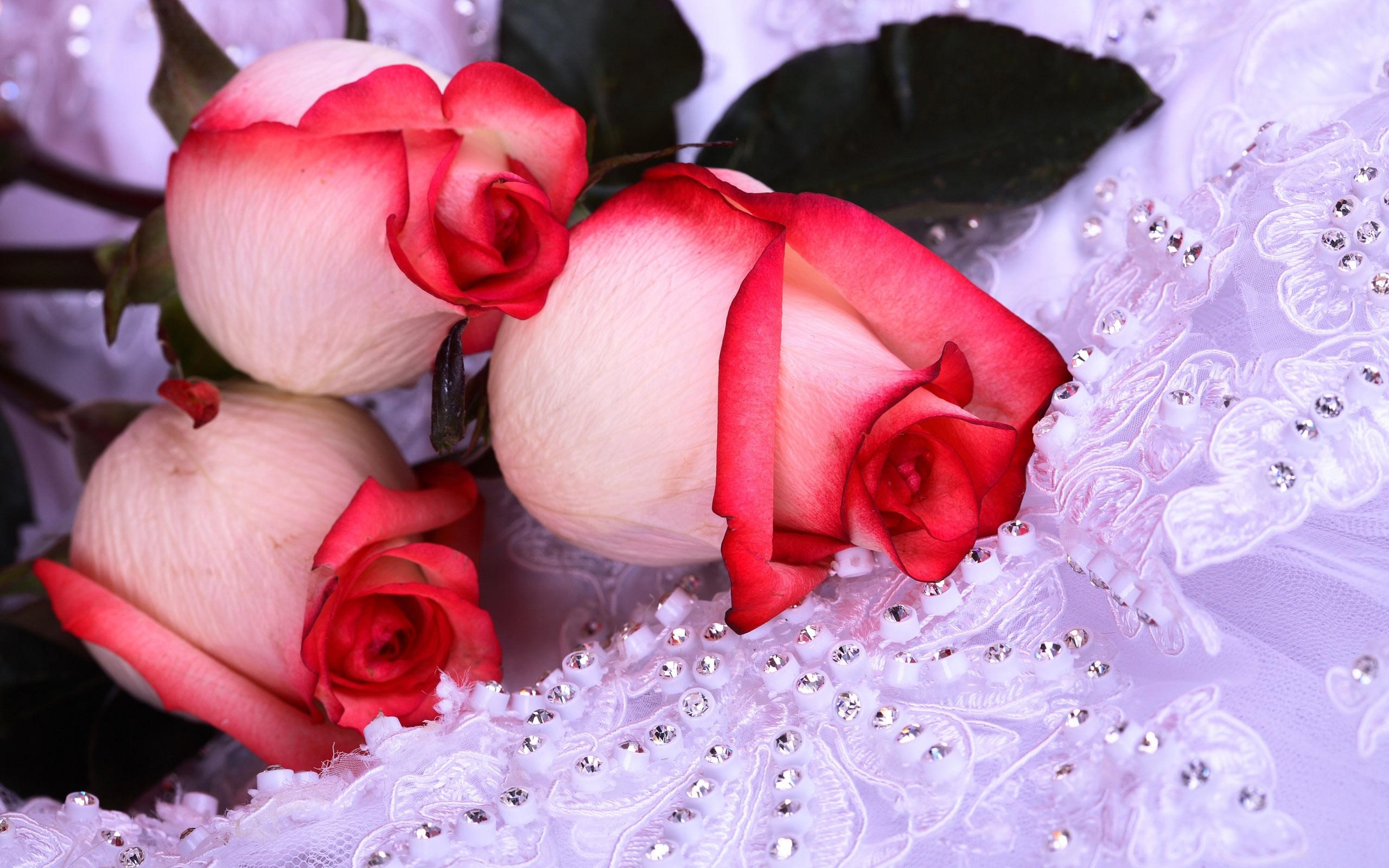 Roses on white lace HD Wallpaper