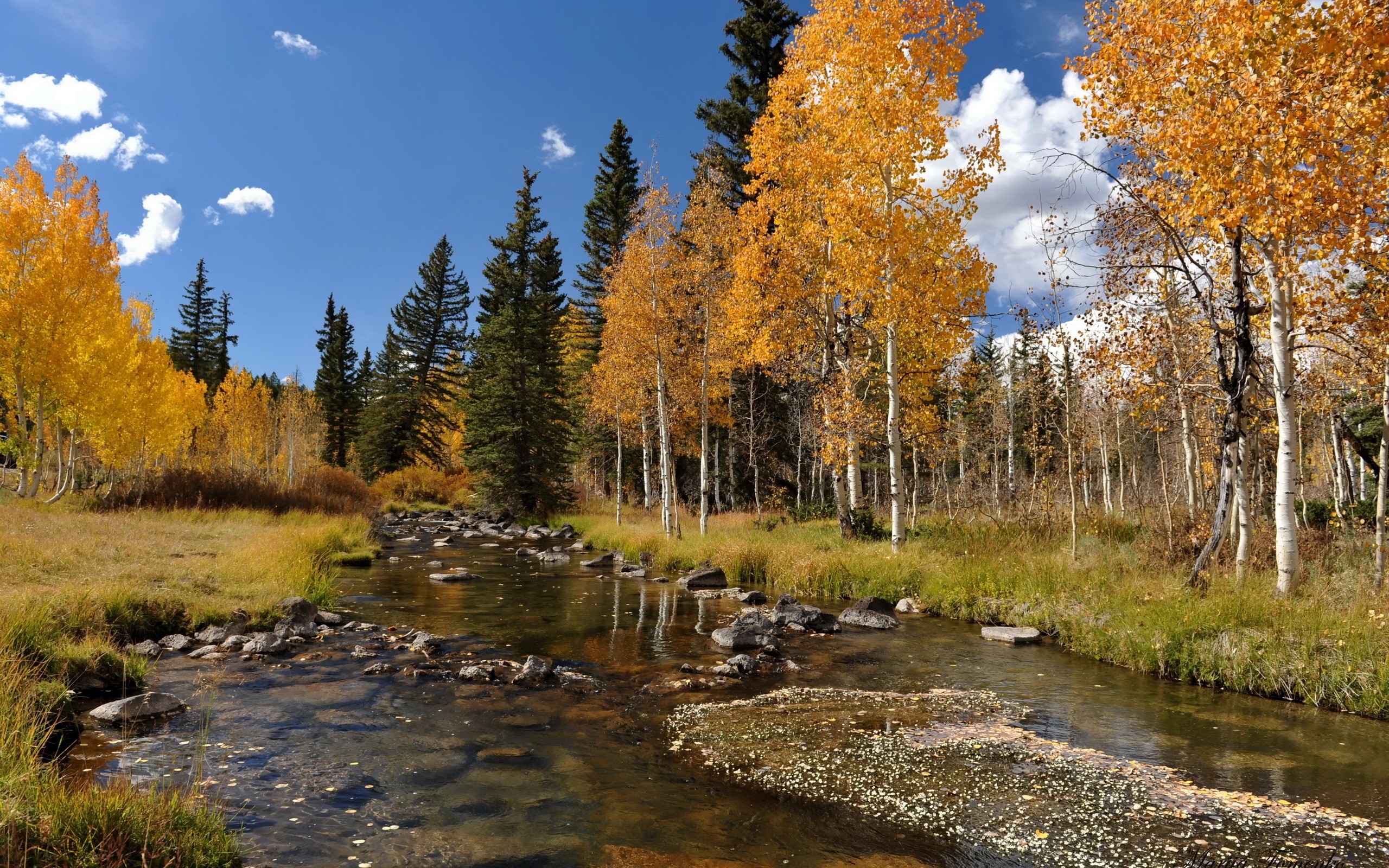 Autumn stream flowing through a forest with golden trees HD Wallpaper