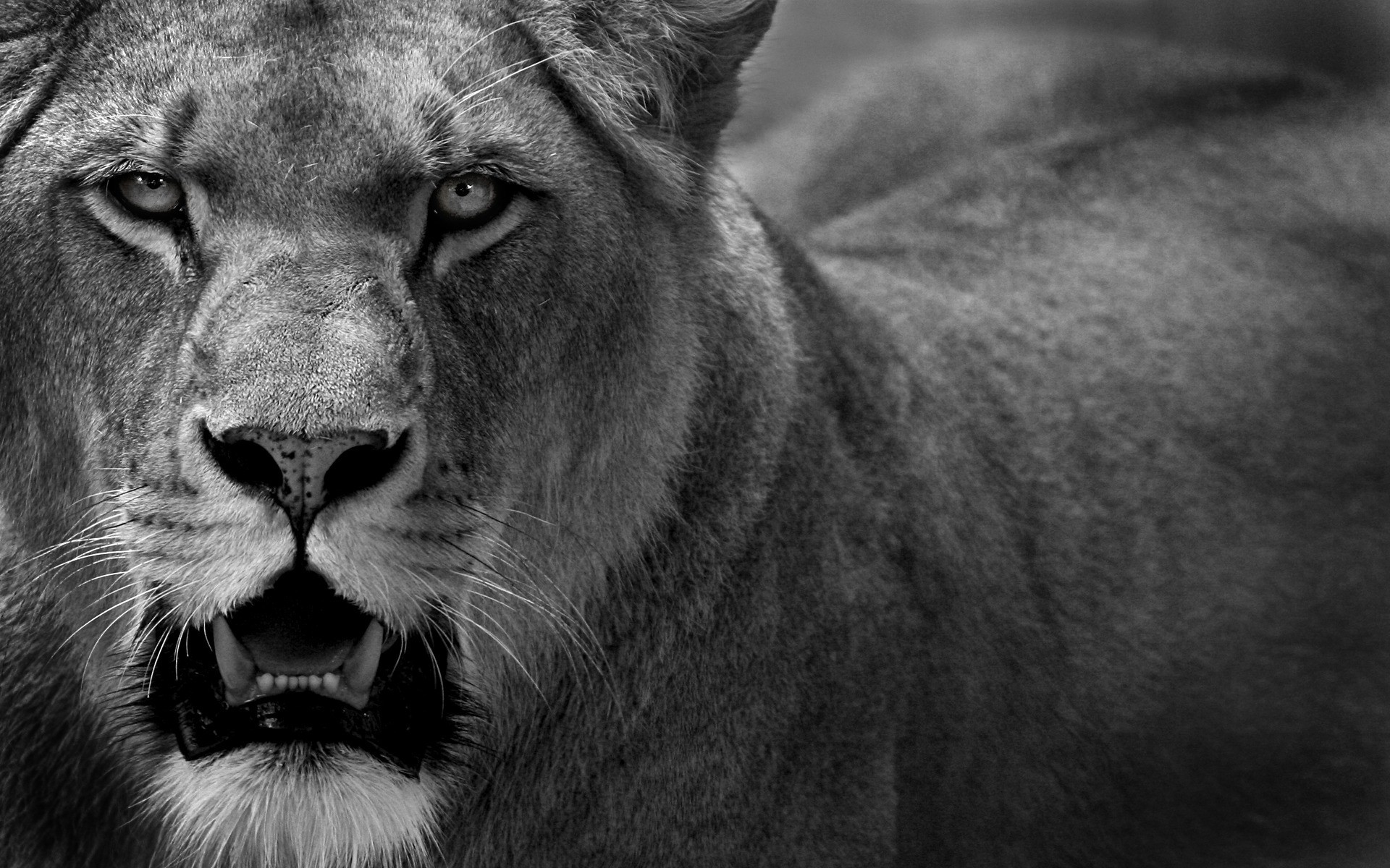 Close-up of a lioness with mouth open HD Wallpaper