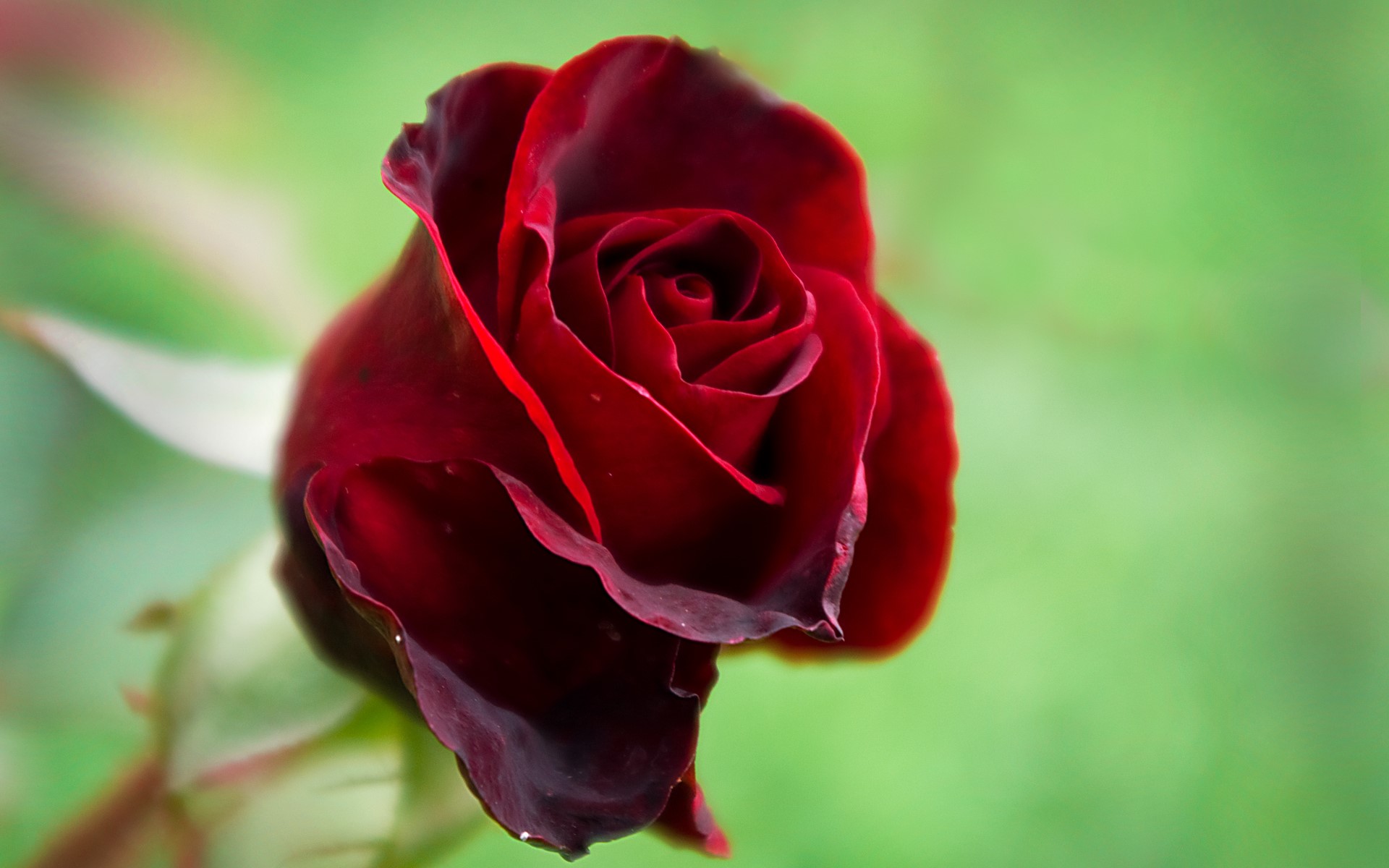 Close-up of a dark red rose bud HD Wallpaper