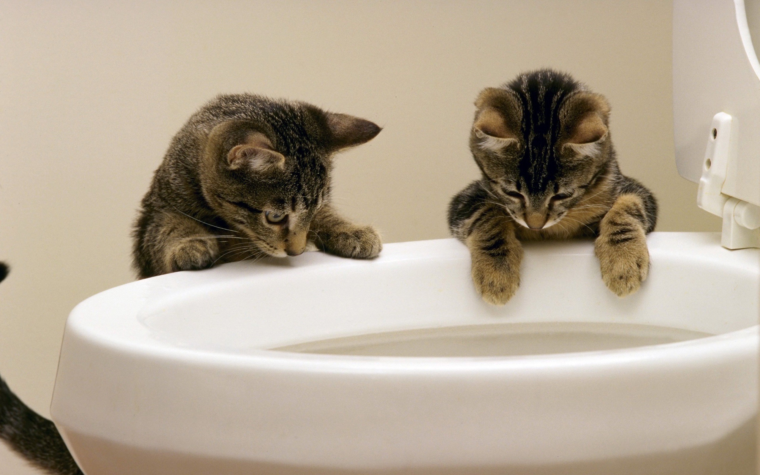 Two kittens looking into a toilet bowl HD Wallpaper