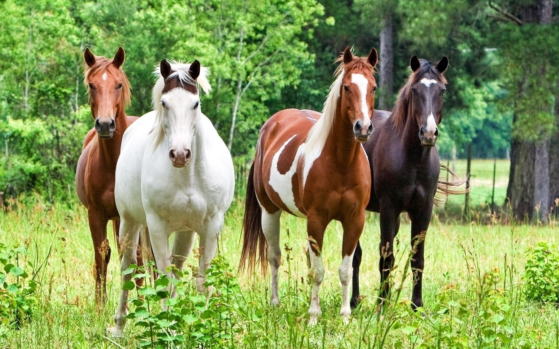 Four Beautiful Horses Standing in Green Field HD Wallpaper