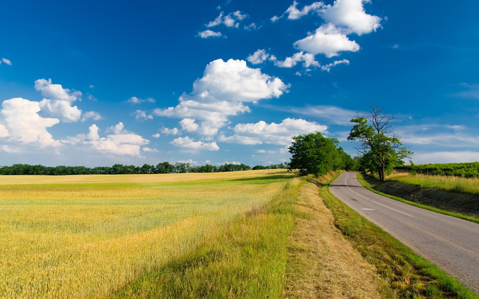 A winding road through a golden field under a blue sky HD Wallpaper