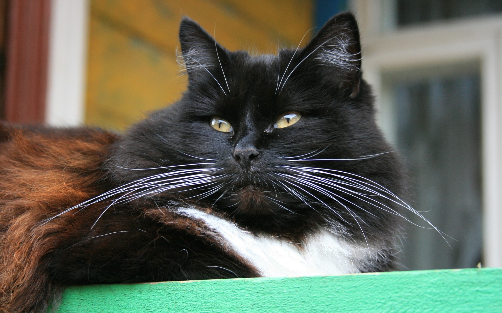 Black and brown cat with white chest HD Wallpaper