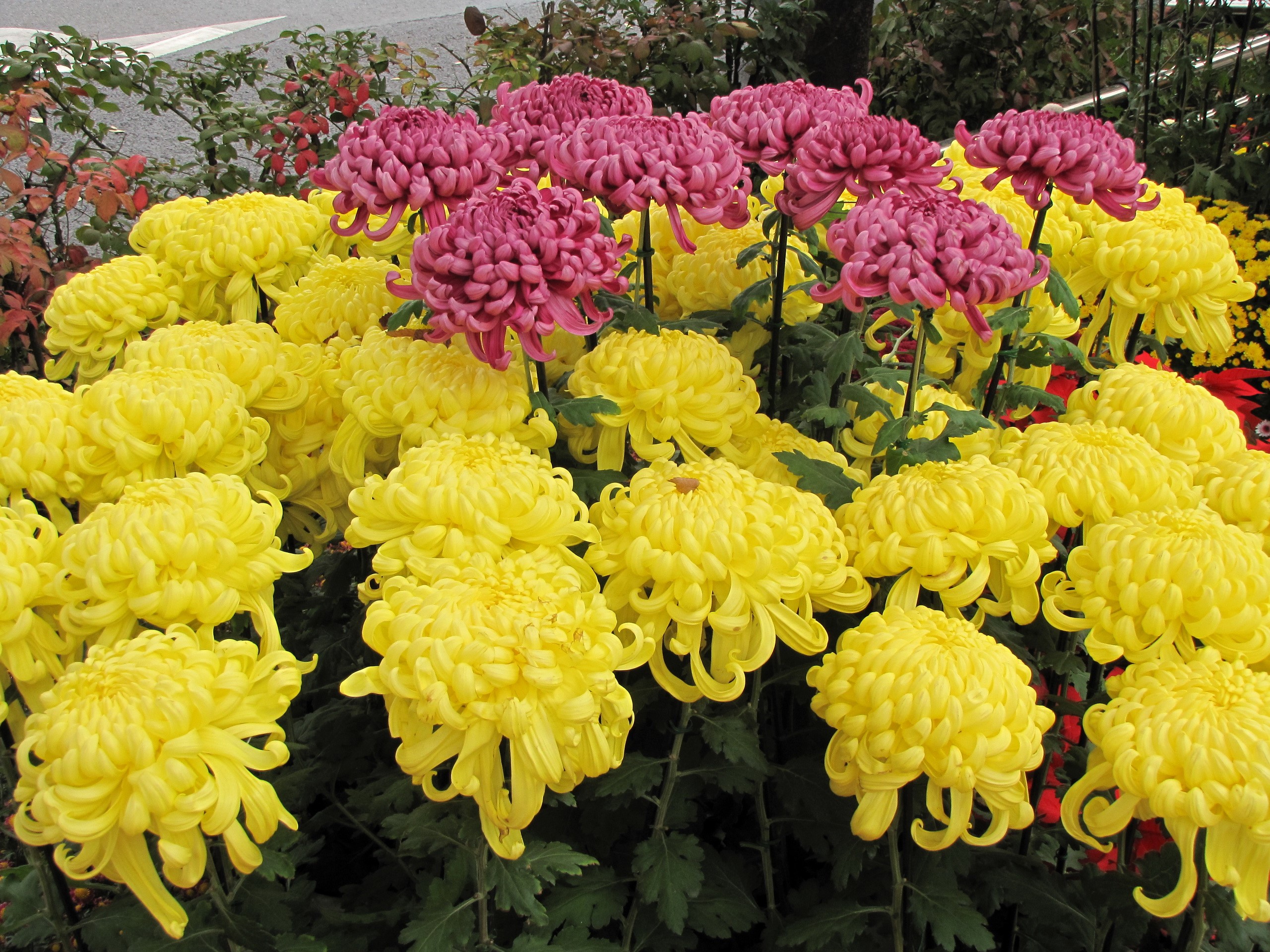 Yellow and pink chrysanthemums HD Wallpaper
