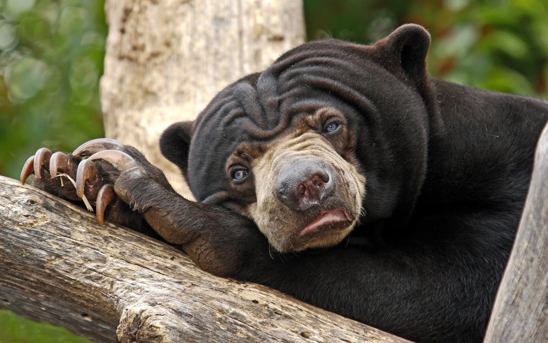 Sun Bear resting on a tree branch HD Wallpaper