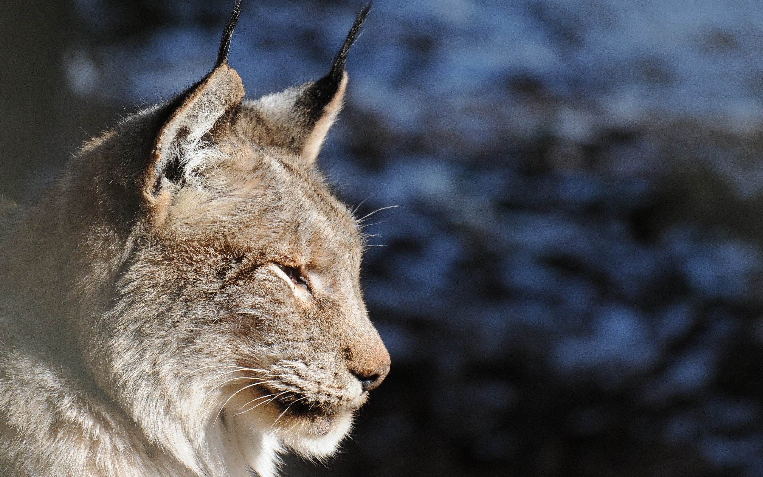 Lynx head profile HD Wallpaper
