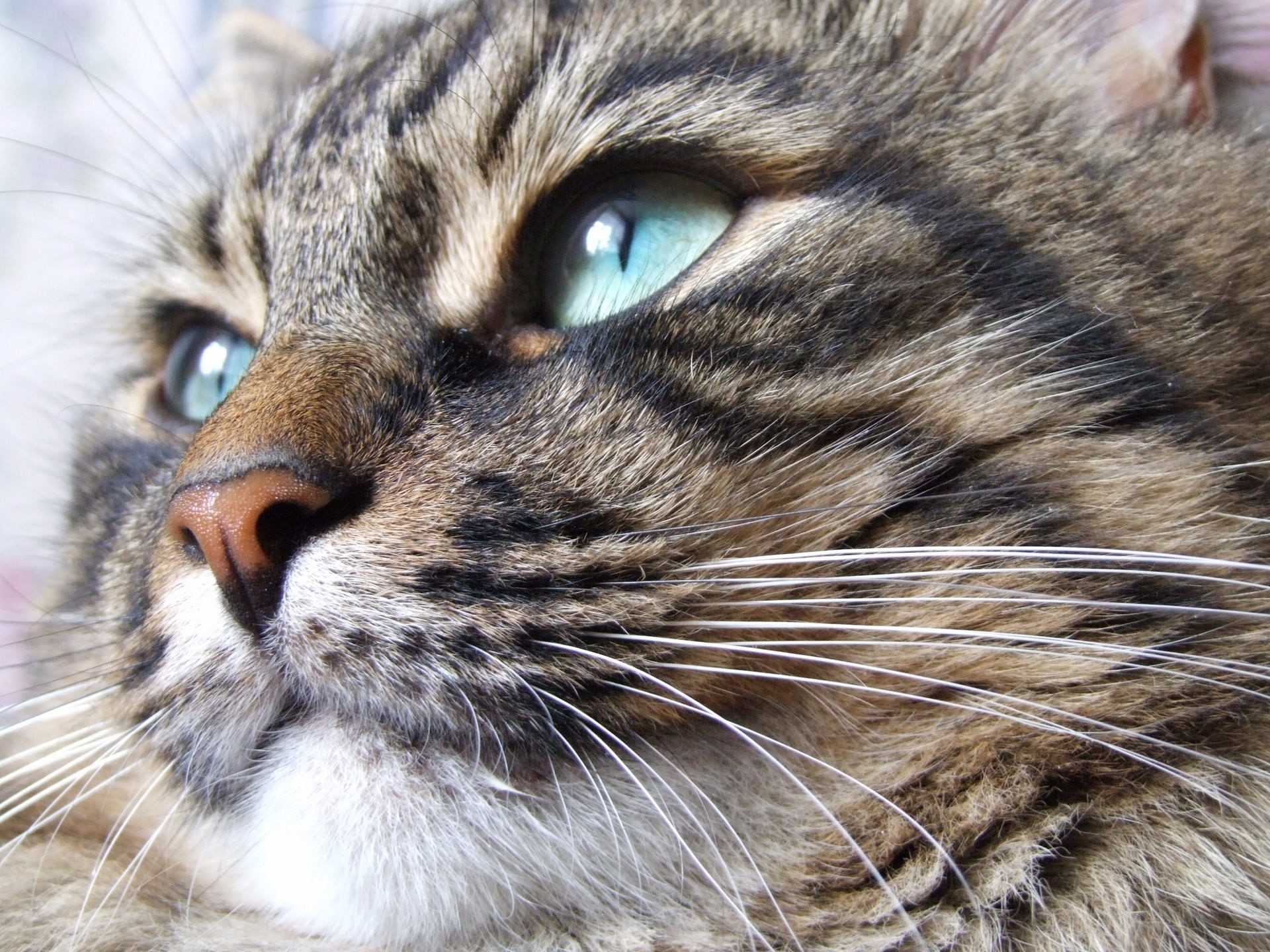 Close-up of a tabby cat's face with blue eyes HD Wallpaper
