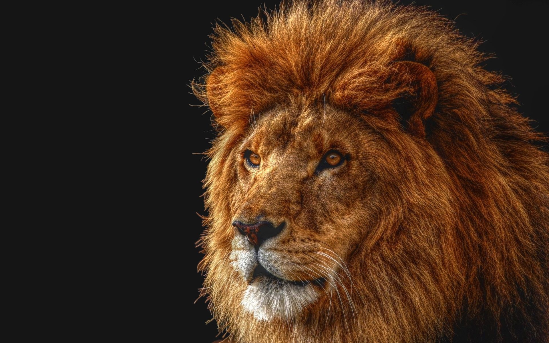 Close-up of a male lion's face HD Wallpaper