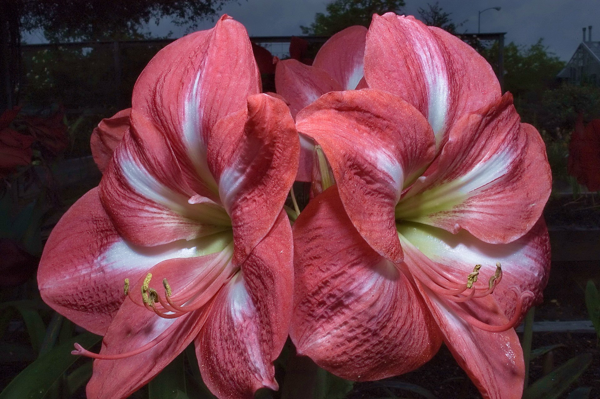 Two pink and white Amaryllis flowers HD Wallpaper