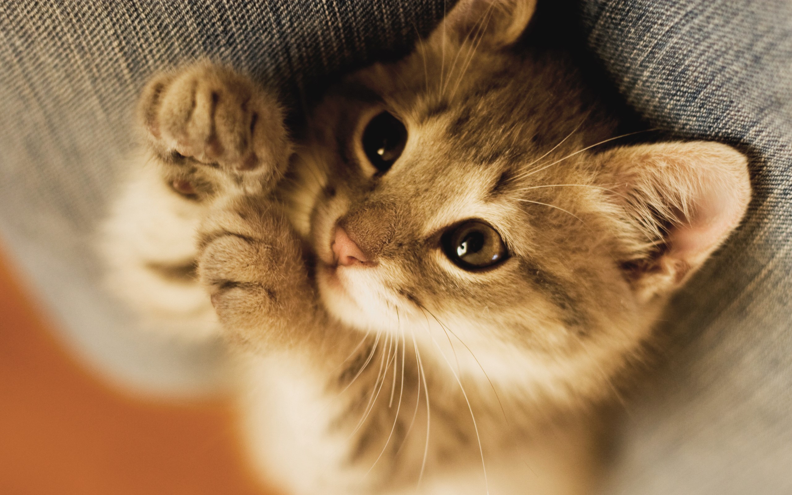 Close-up of a tabby kitten lying on denim HD Wallpaper