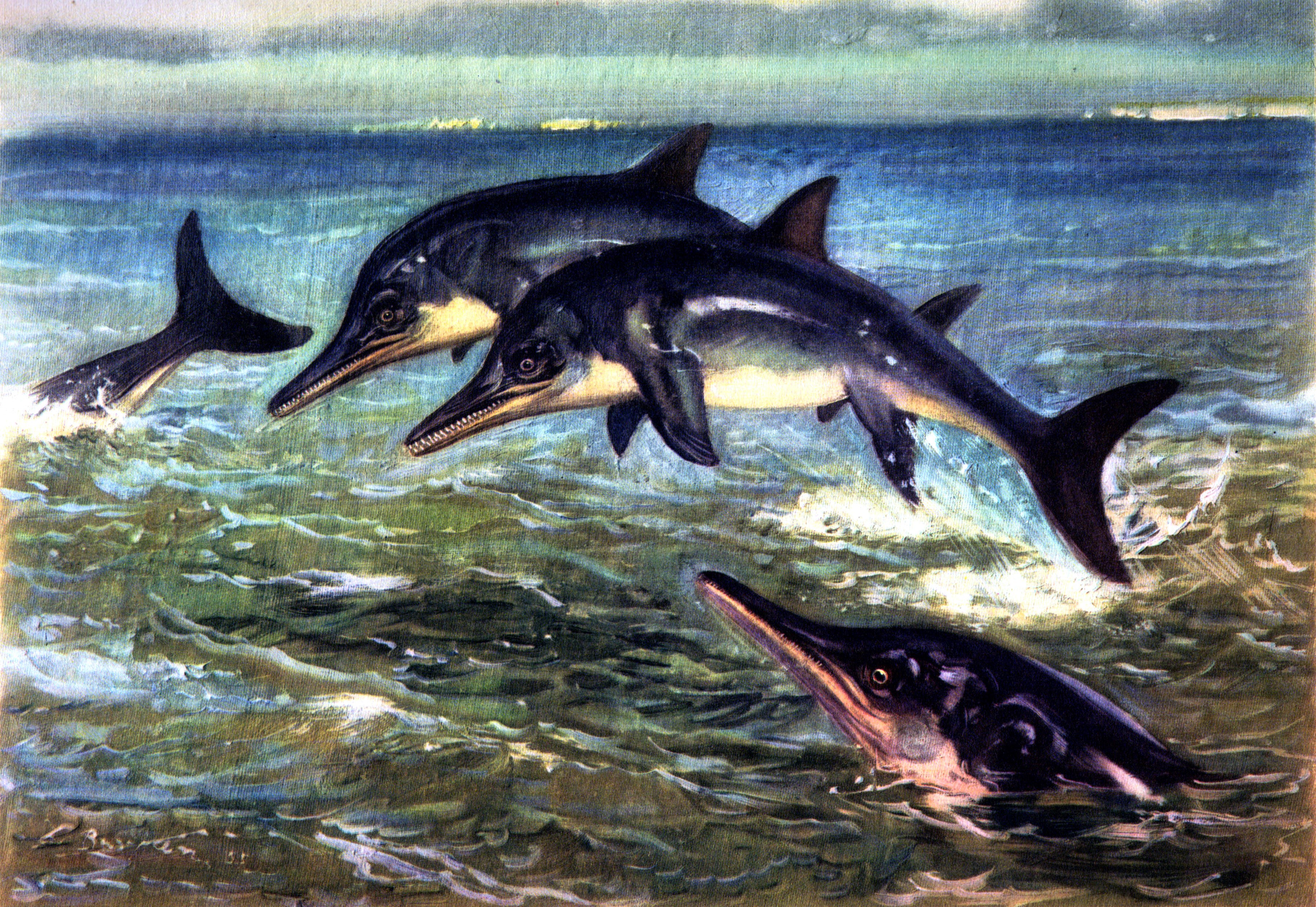 Ichthyosaurs swimming in the ocean HD Wallpaper
