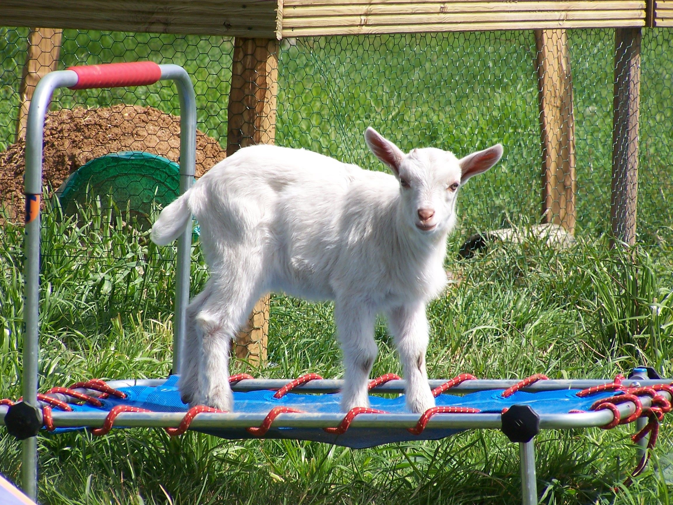 Baby goat on a trampoline HD Wallpaper