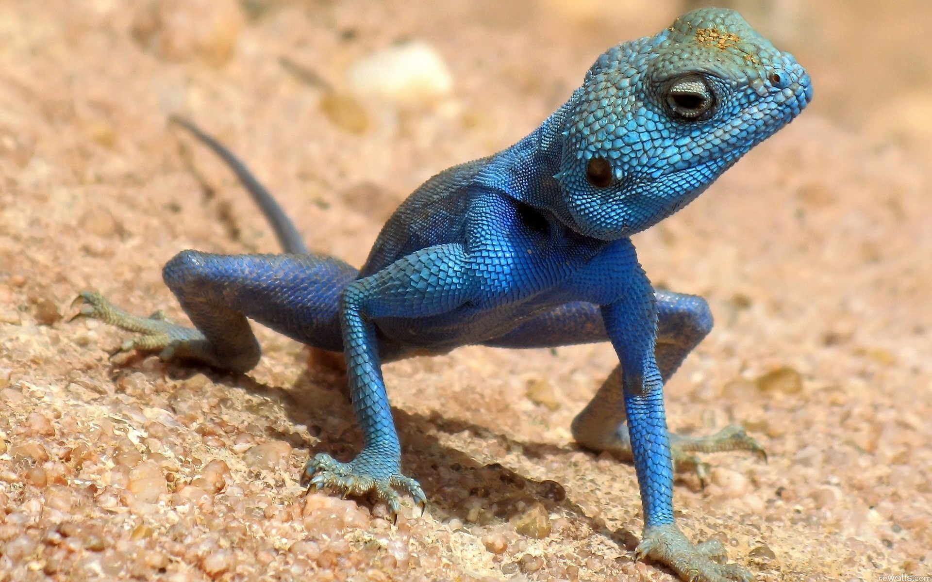 Blue Agama Lizard on Sandy Ground HD Wallpaper
