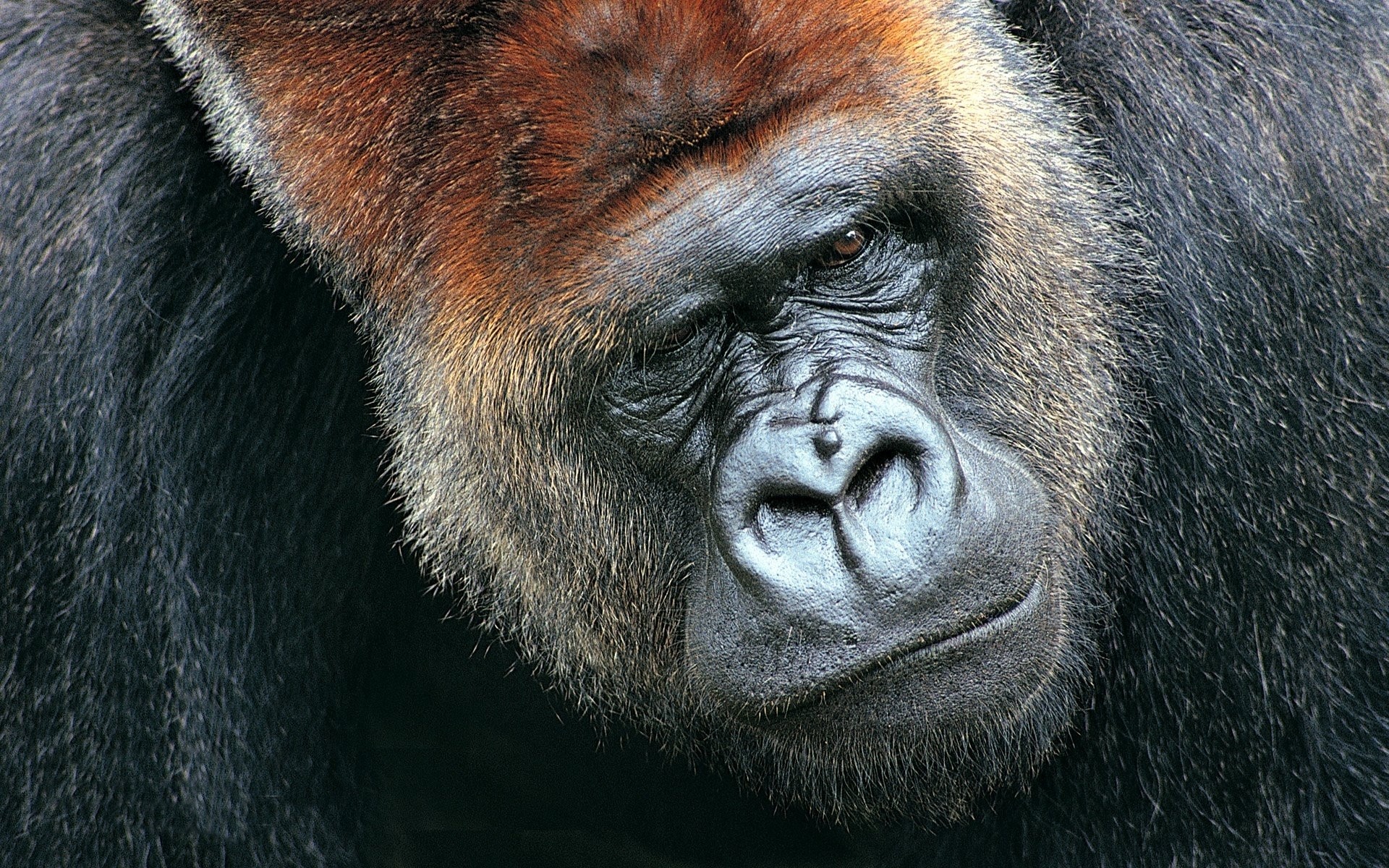 Close-up of a Silverback Gorilla's Face HD Wallpaper