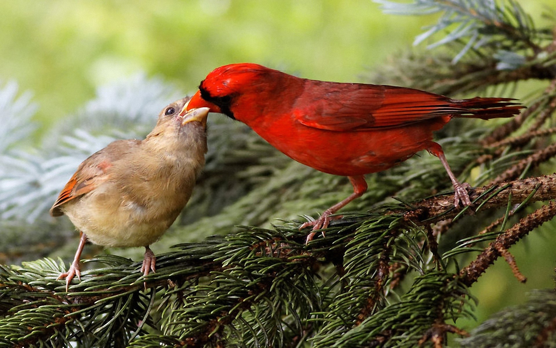 Male and female cardinal birds feeding on a branch HD Wallpaper