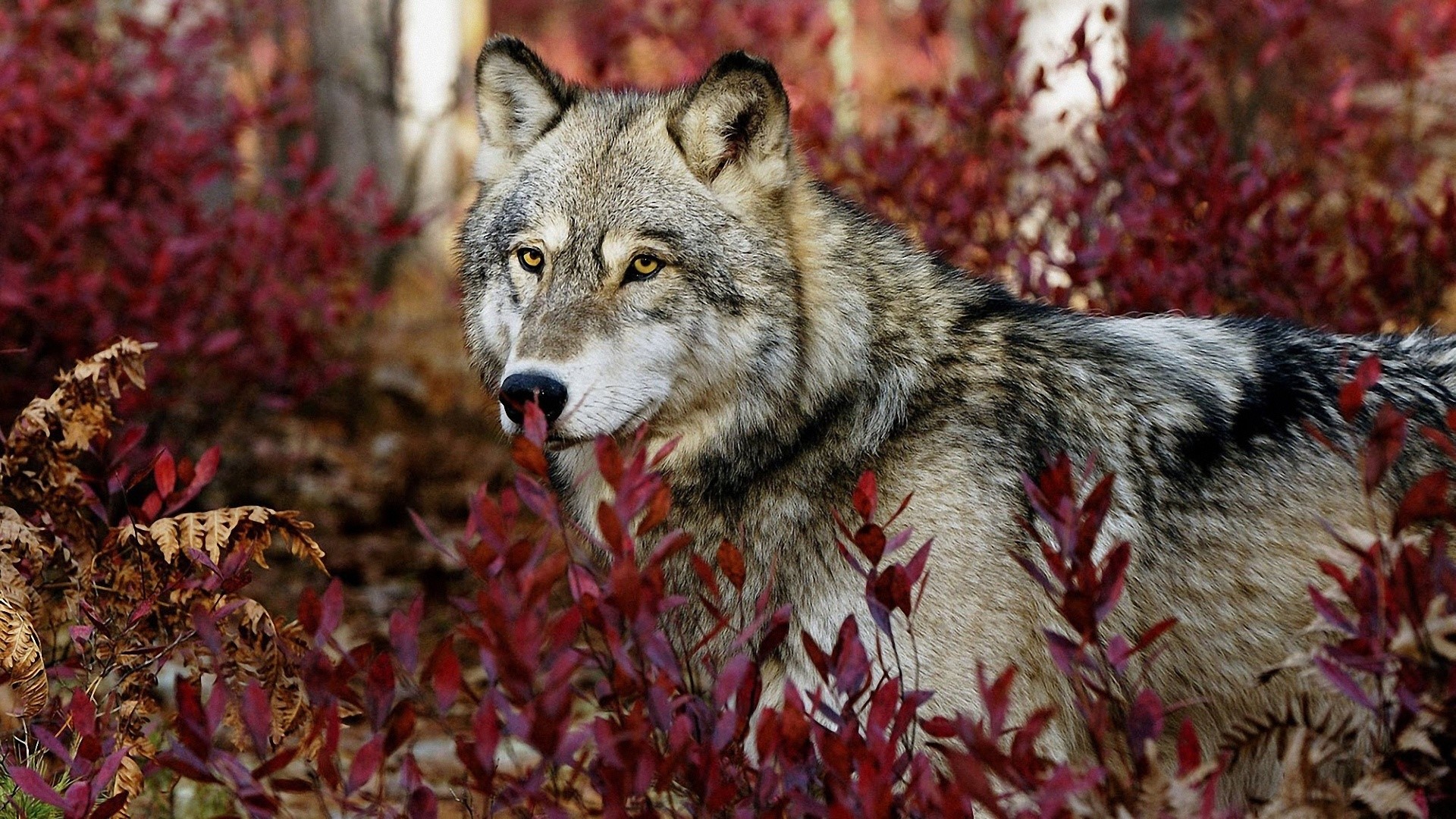 Wolf in red bushes in forest HD Wallpaper
