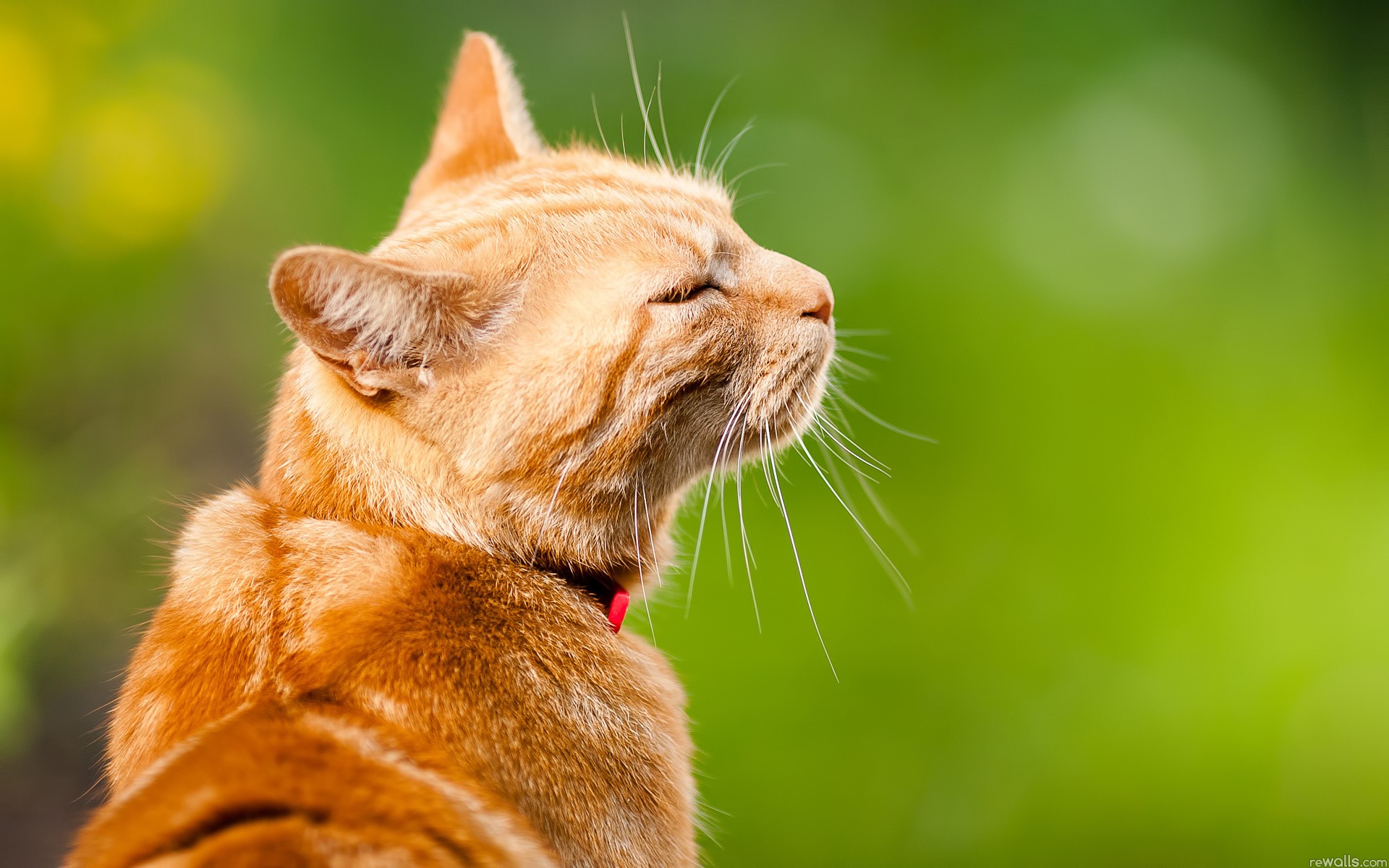 Orange tabby cat with closed eyes HD Wallpaper