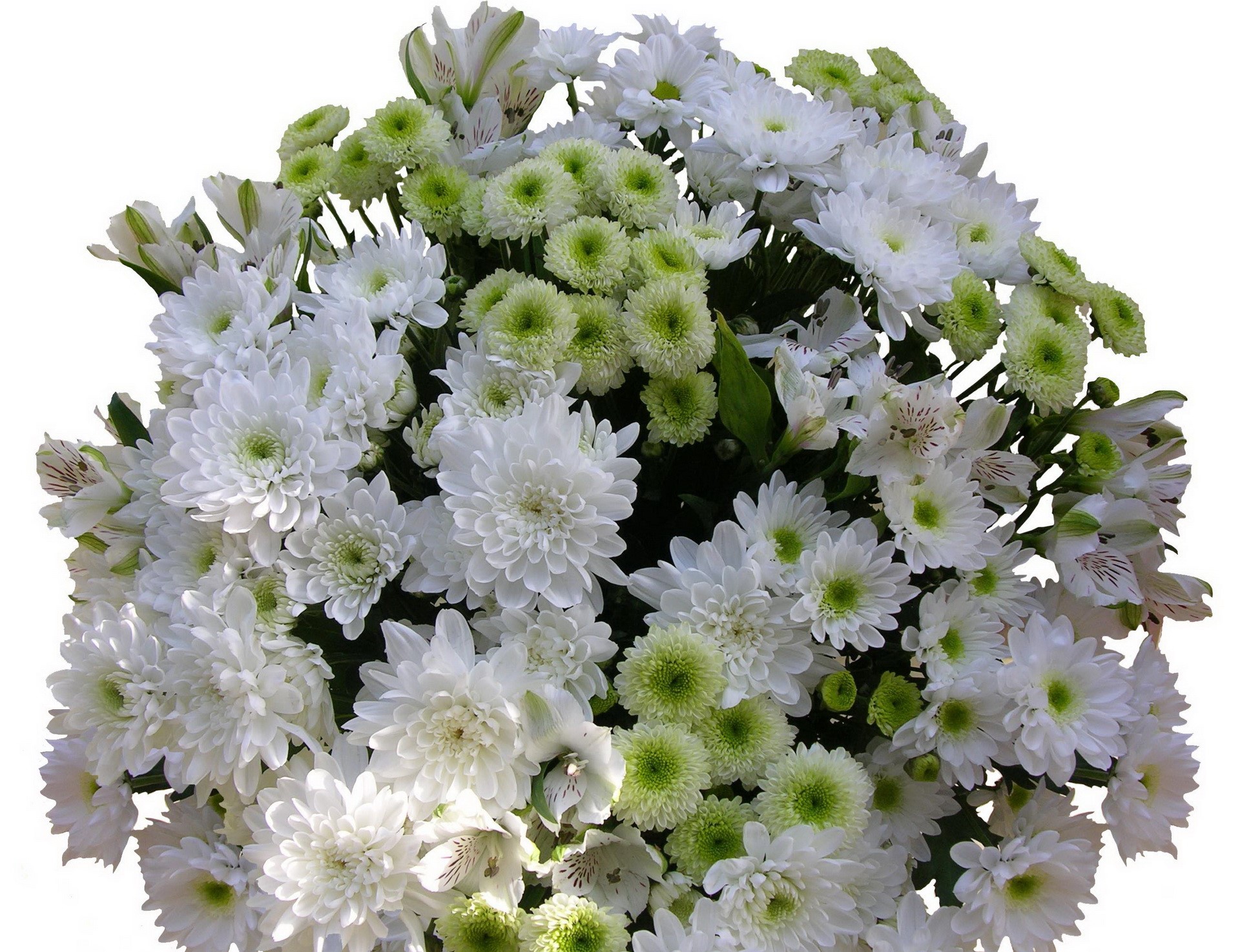Bouquet of white and green flowers HD Wallpaper