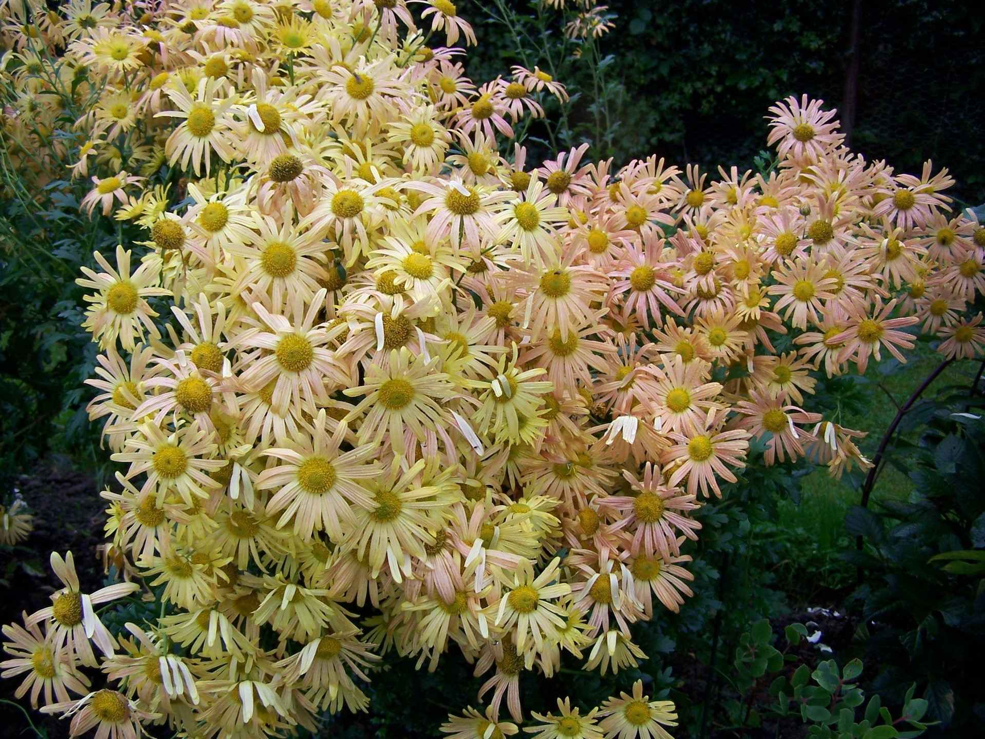 A cluster of pale yellow and pink chrysanthemums HD Wallpaper