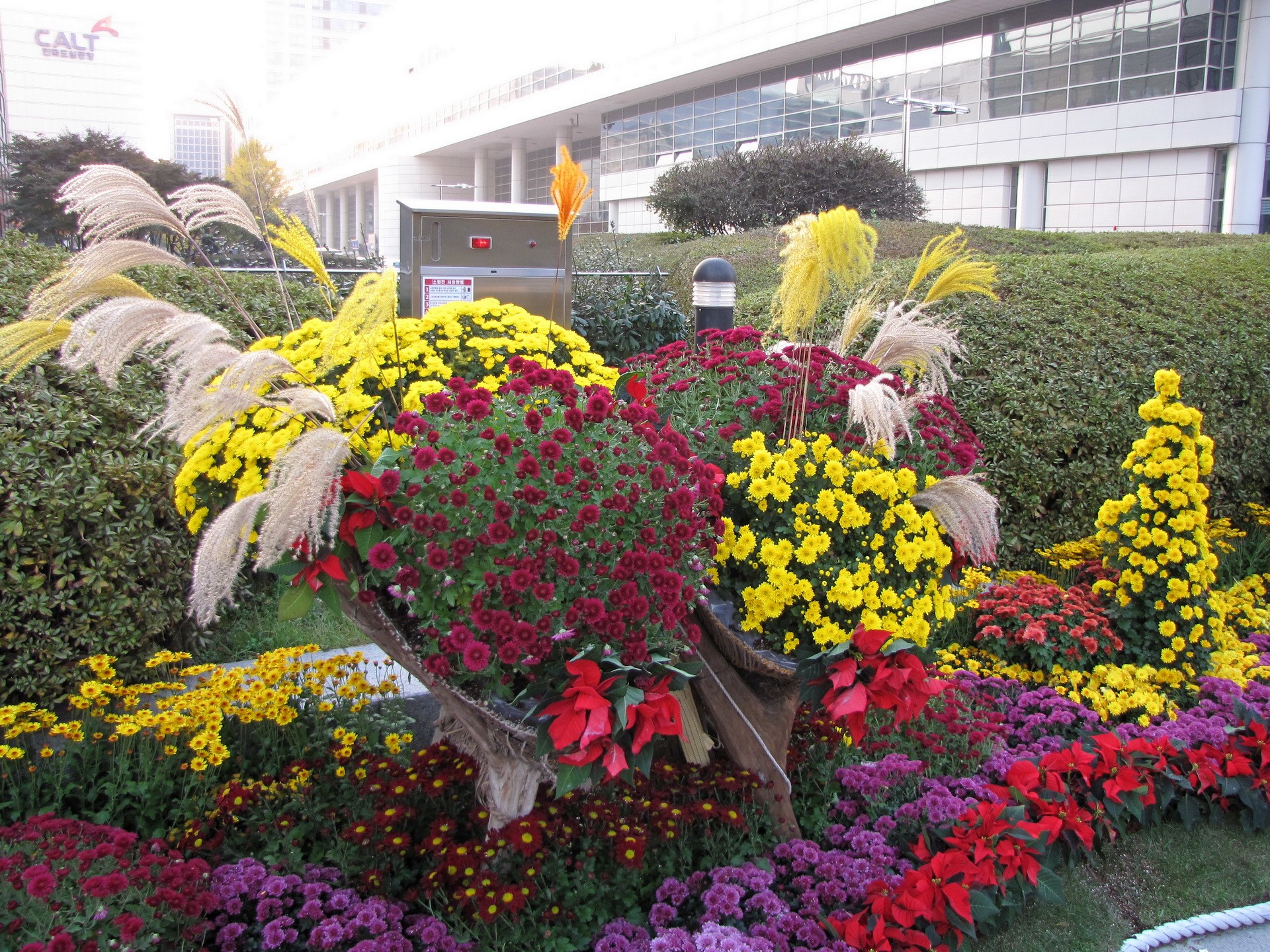 Autumn flower arrangement with chrysanthemums and poinsettias HD Wallpaper
